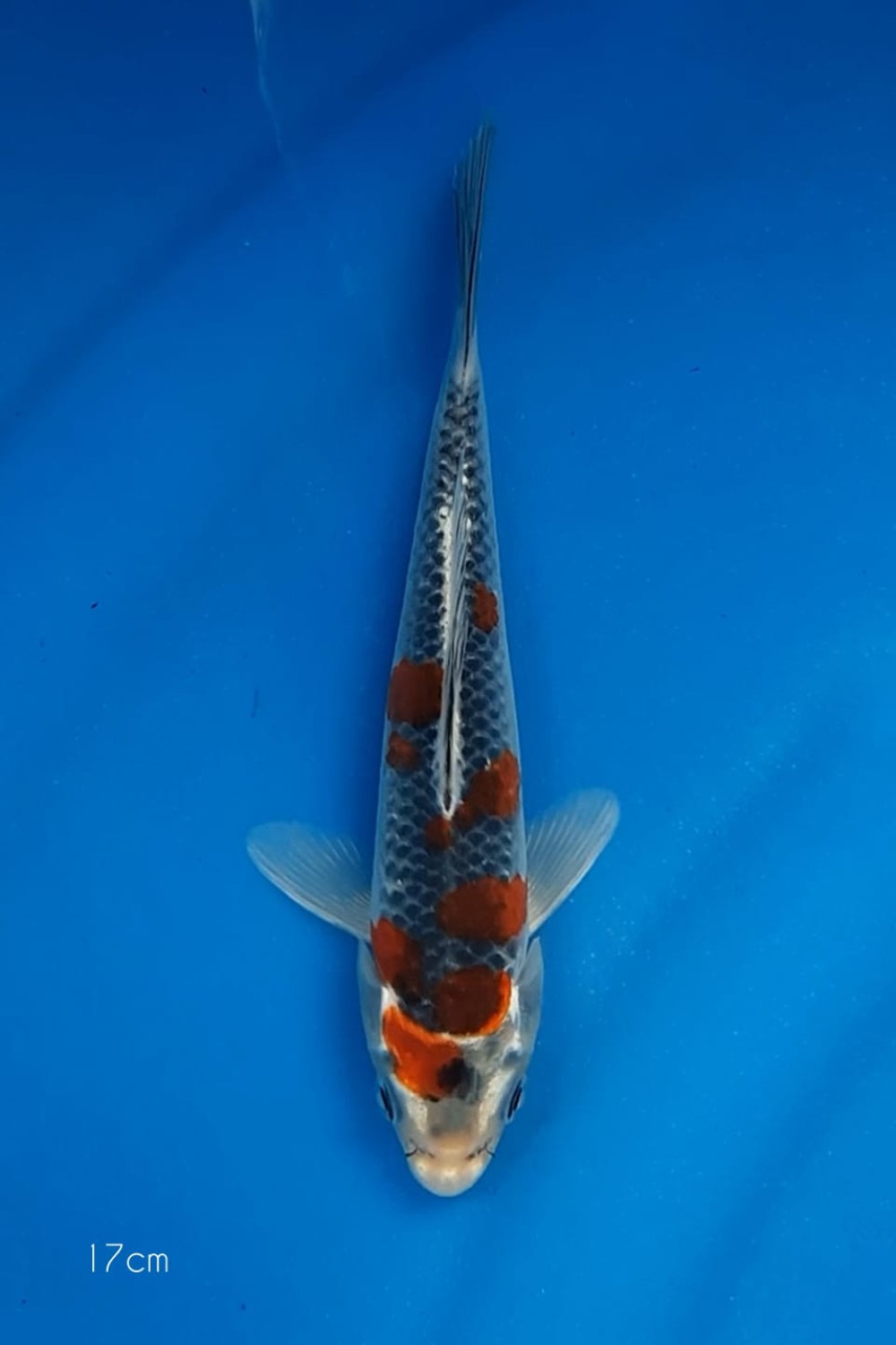 Juara 4