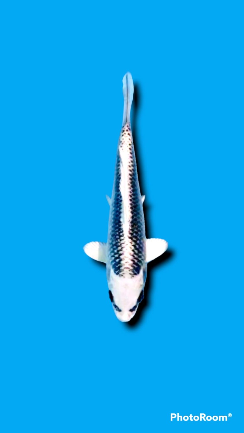 Best In Size E 16 - 18 cm
