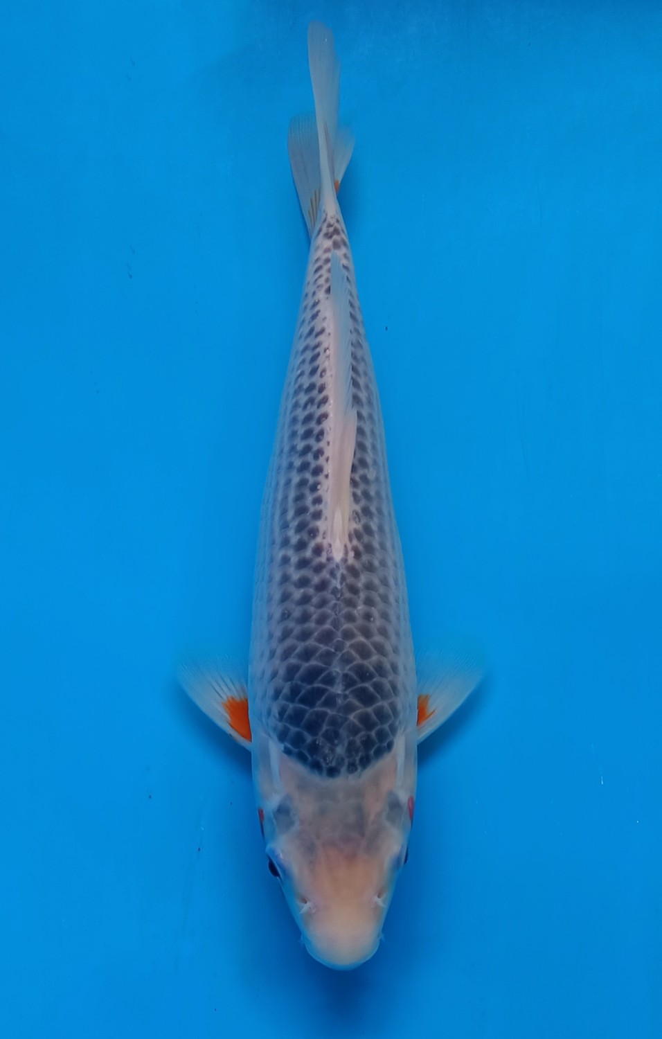 Juara 1