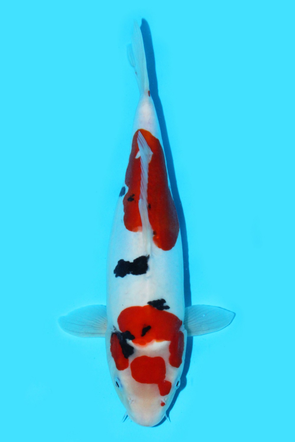 Juara 3