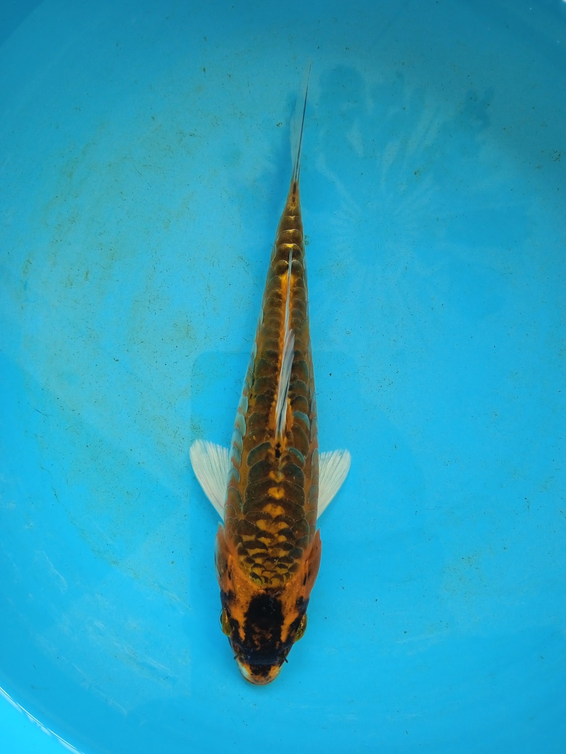 Juara 4