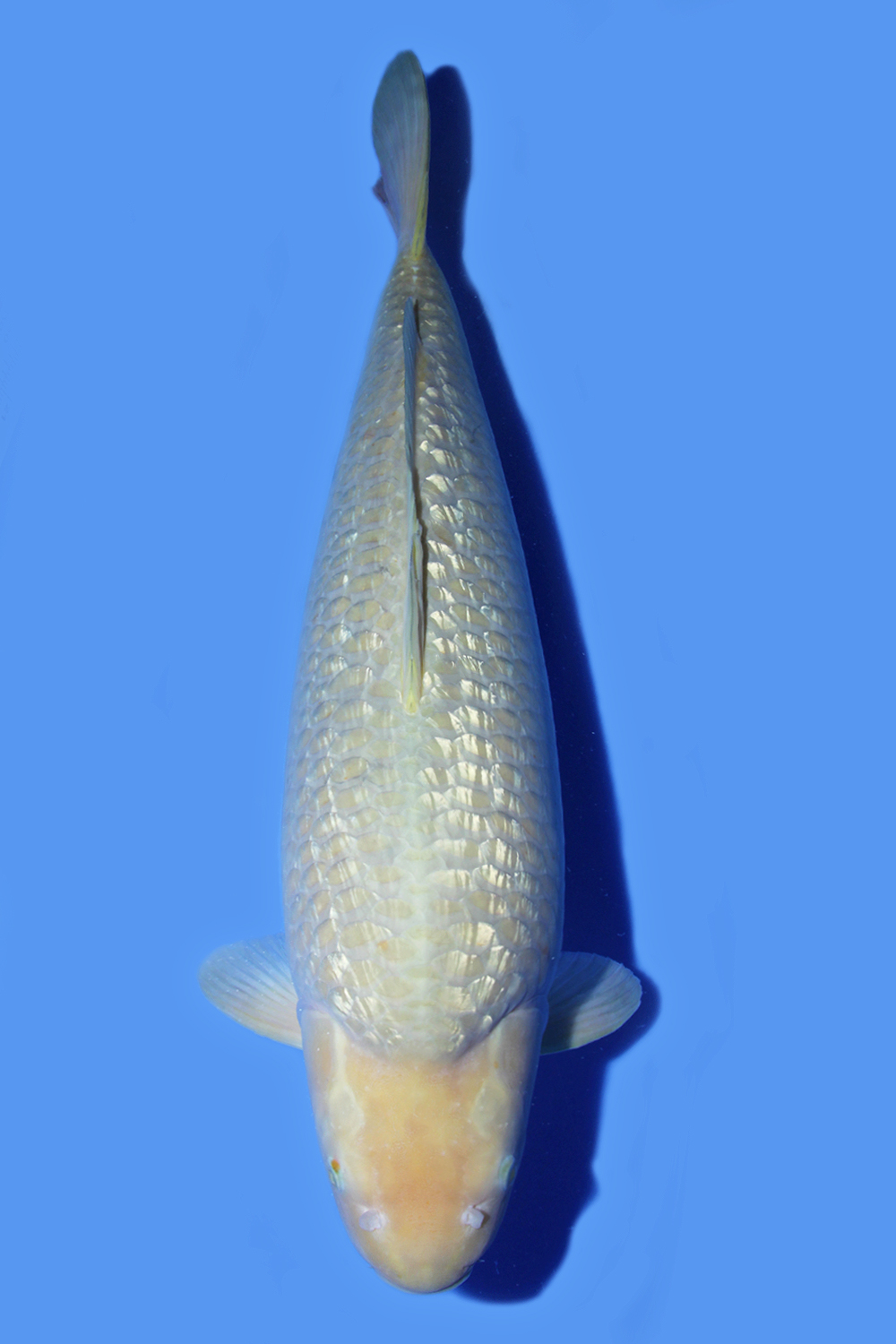 Juara 2