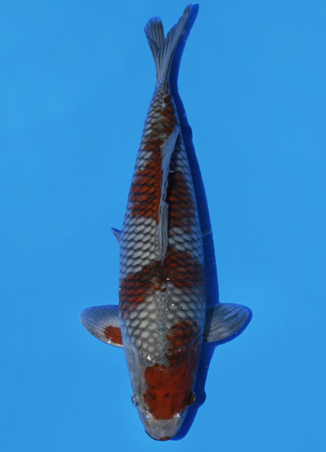 Juara 4