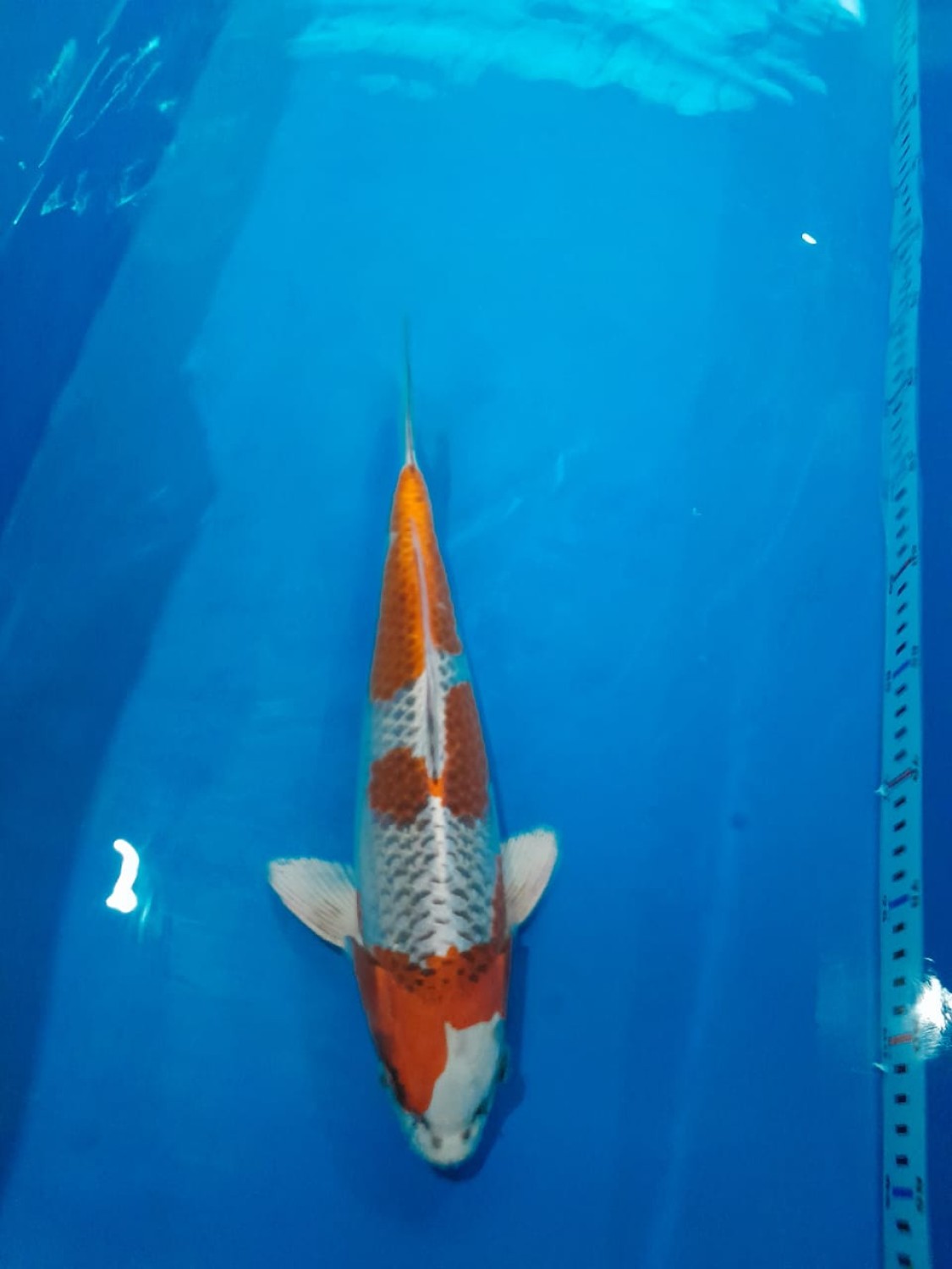 Juara 1