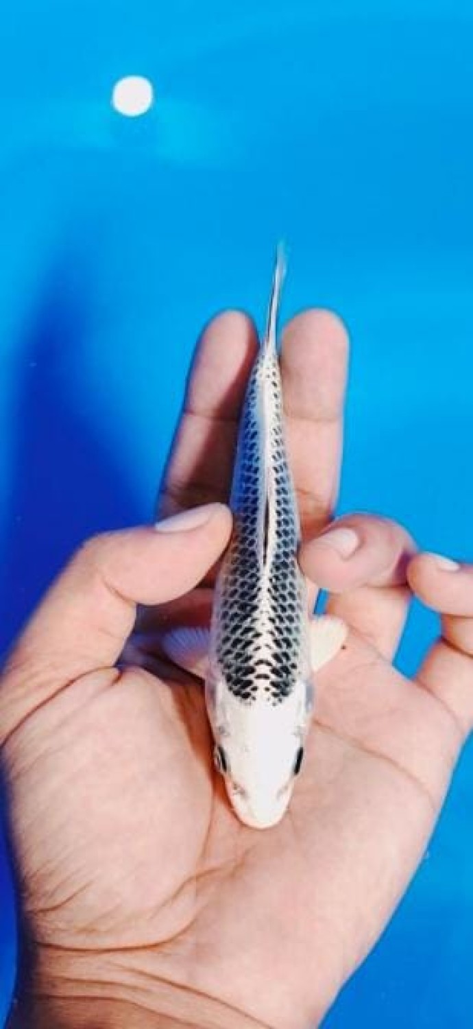 Juara 1
