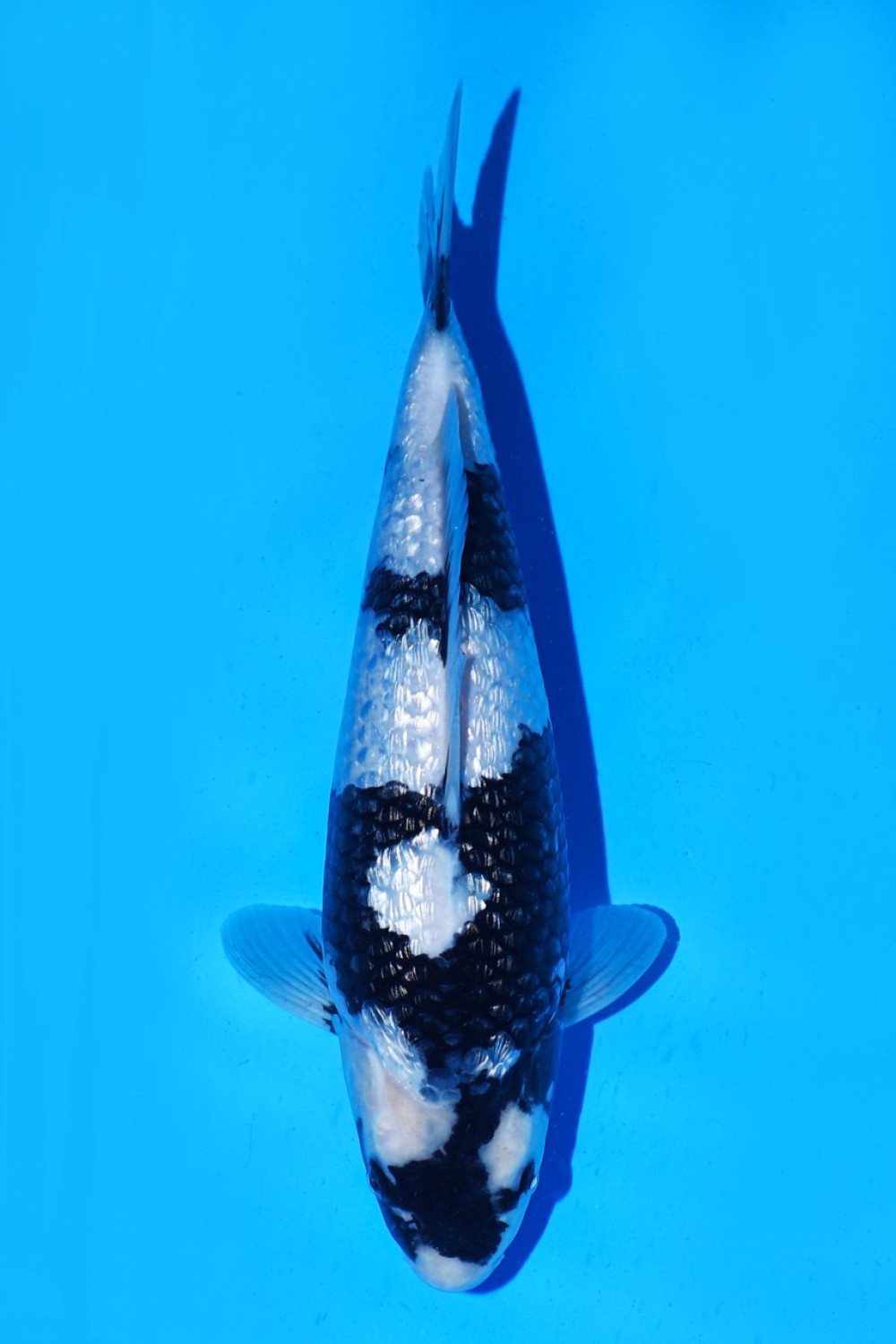 Juara 1