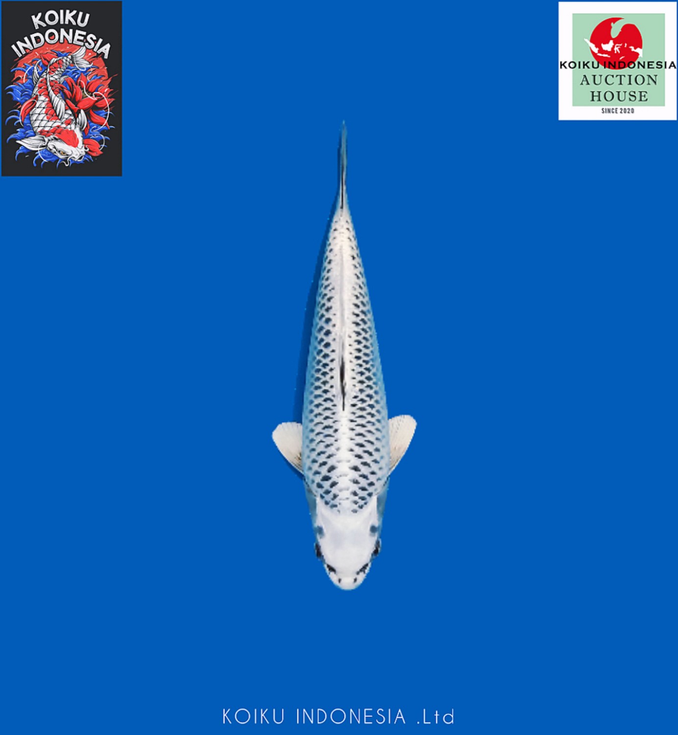 Juara 5