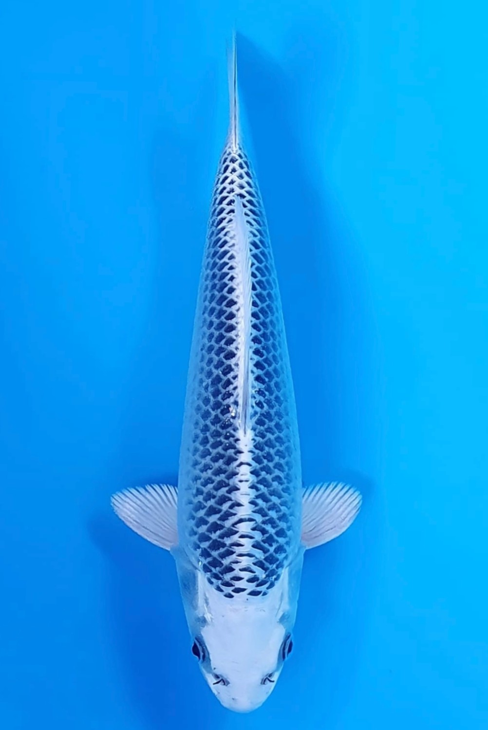Juara 4