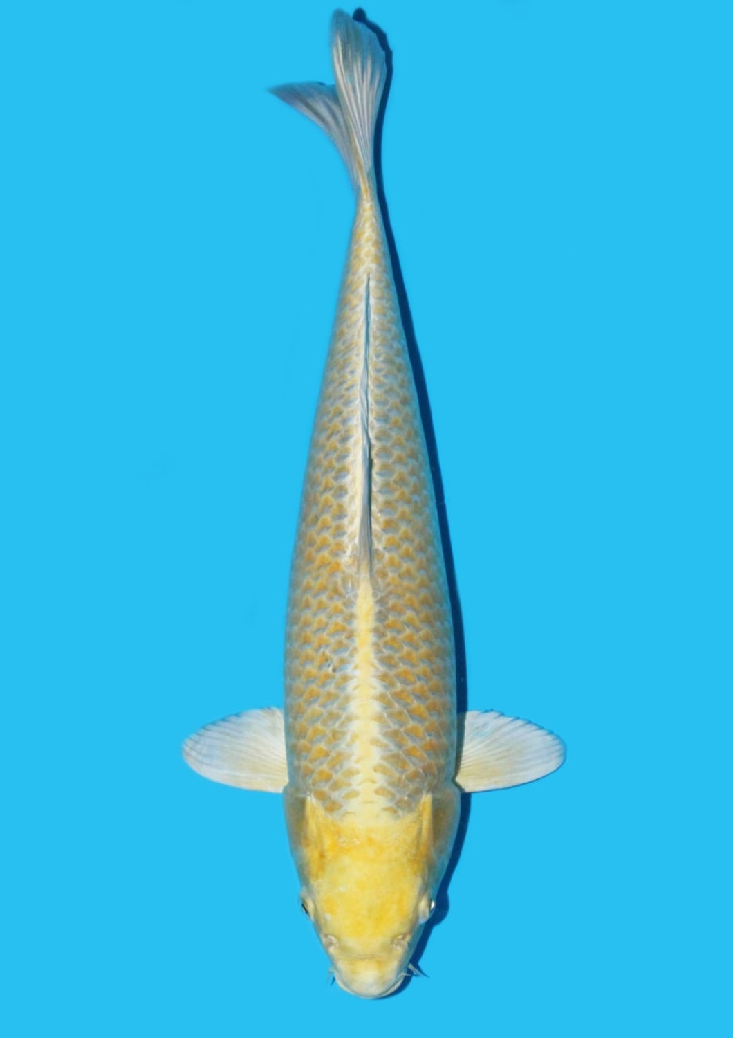 Juara 4