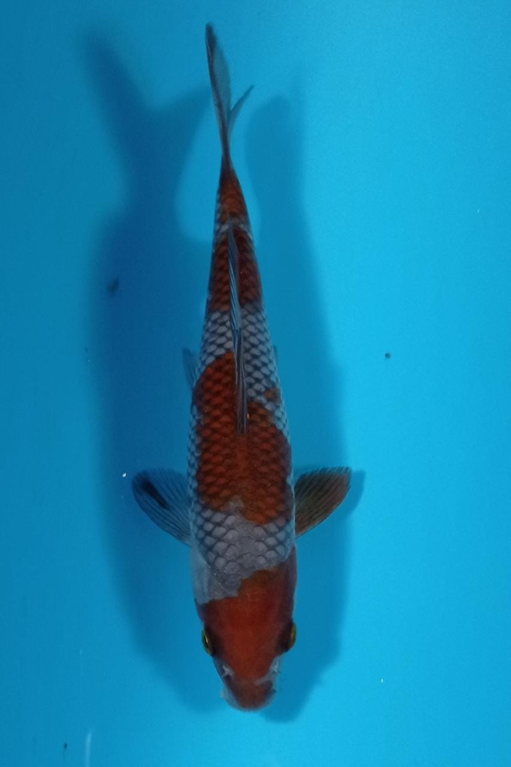 Juara 4