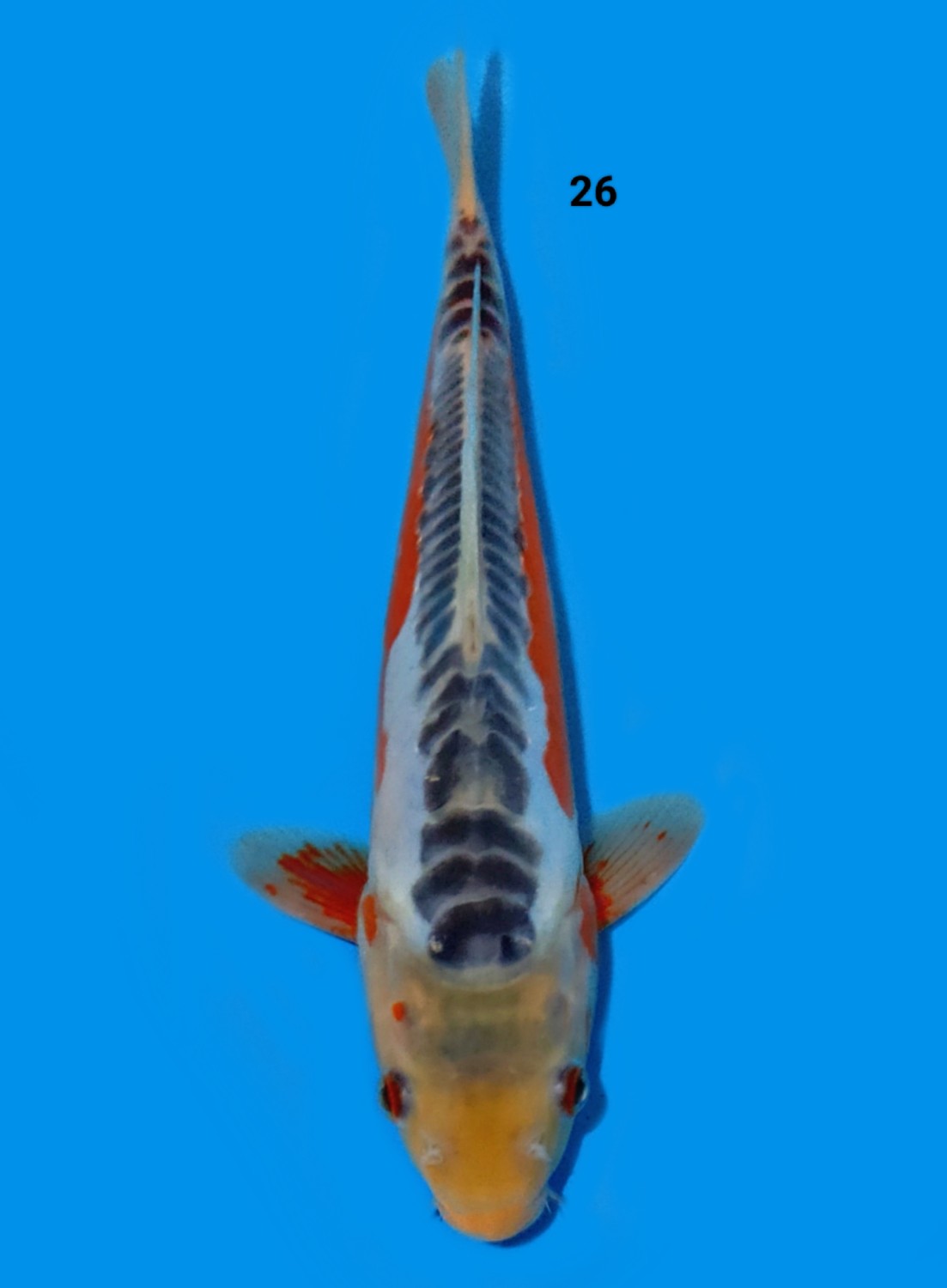Juara 2
