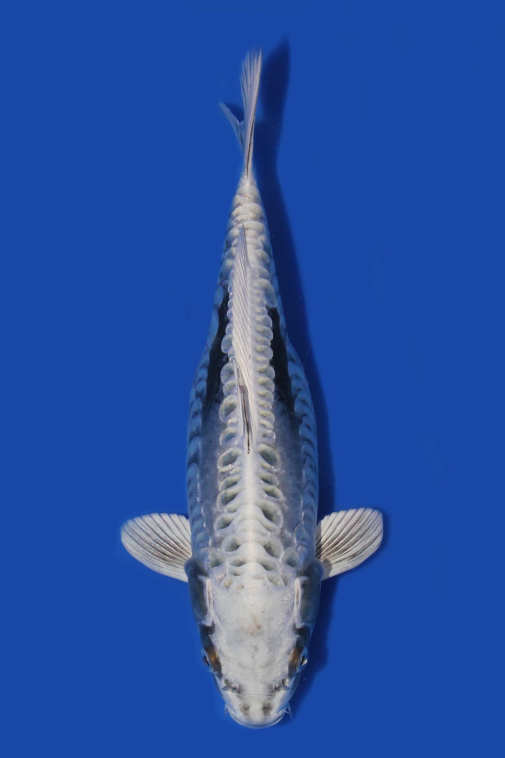Juara 1