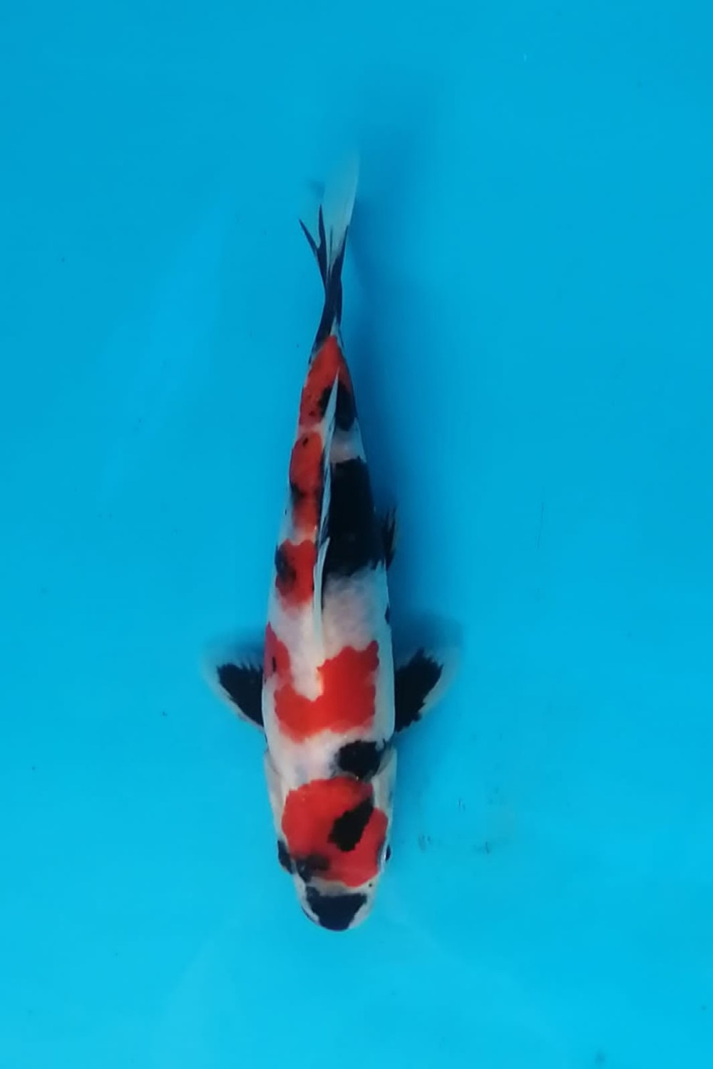 Juara 1