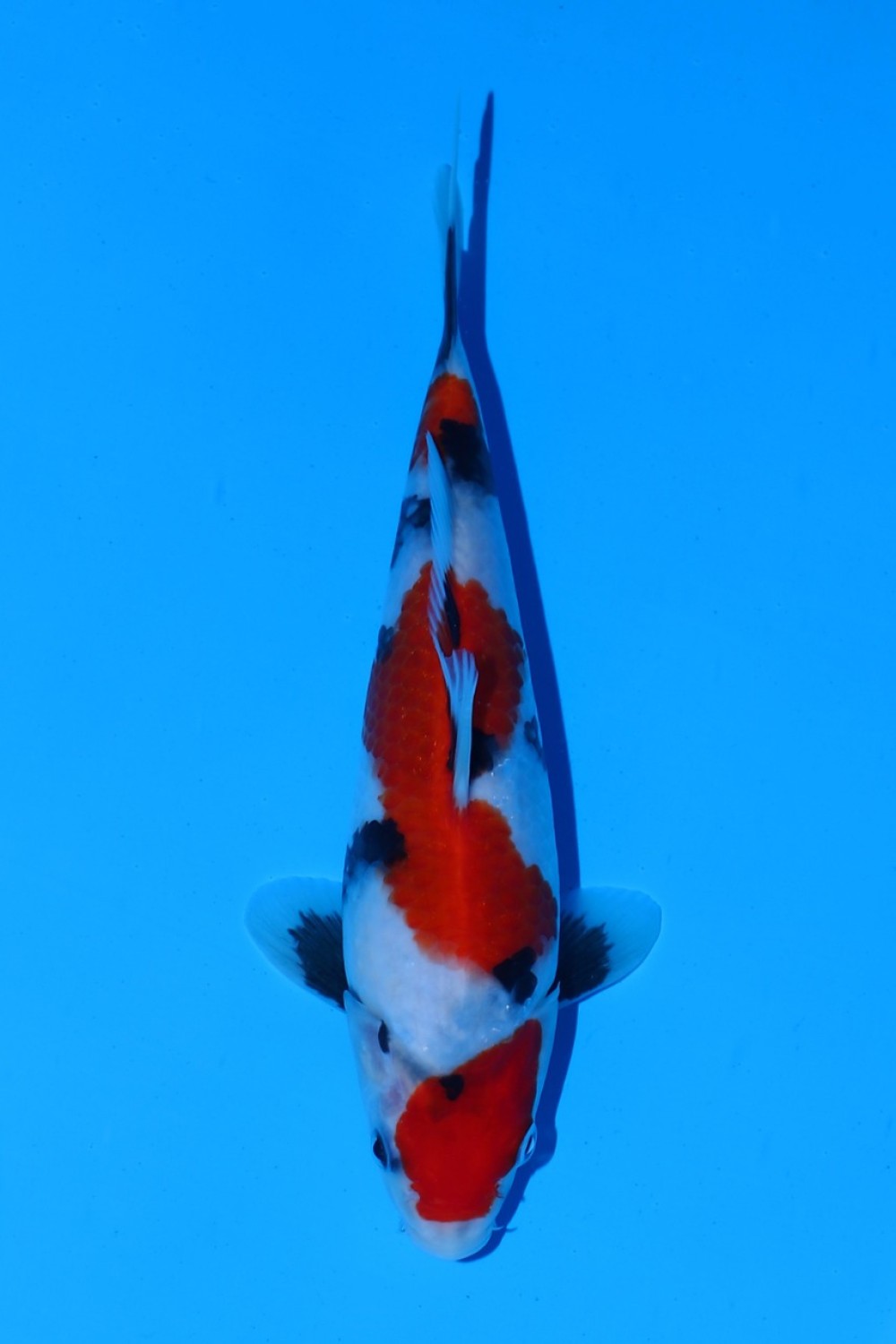 Juara 1