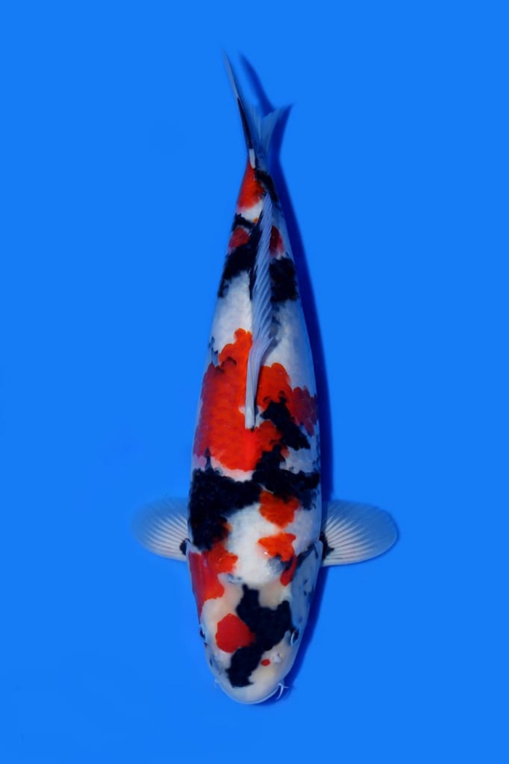 Juara 2