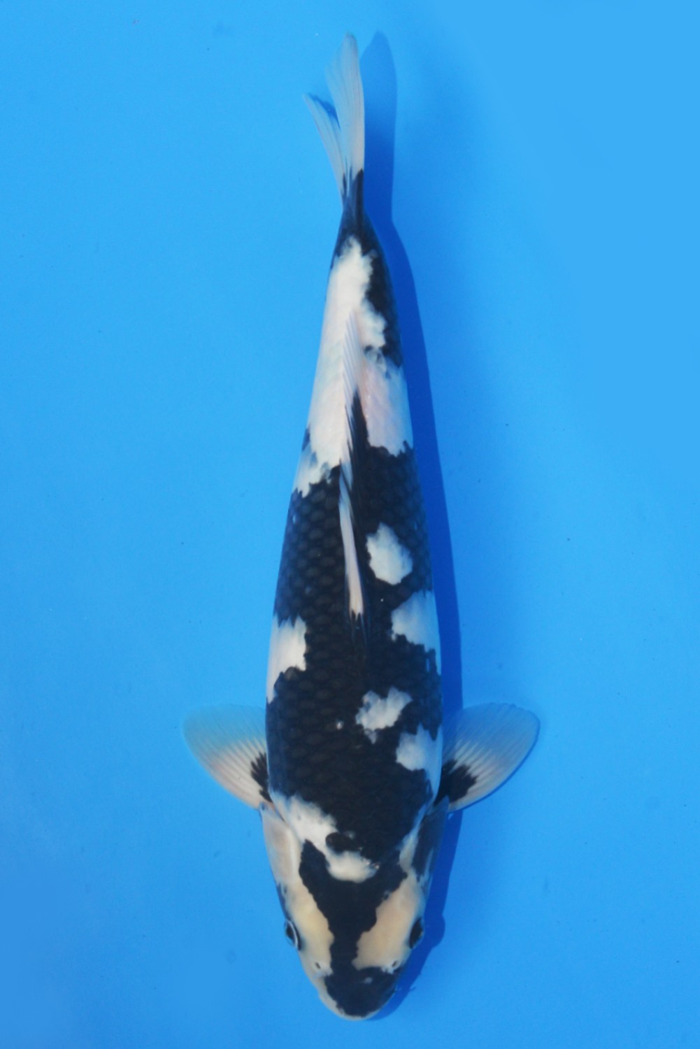 Juara 5