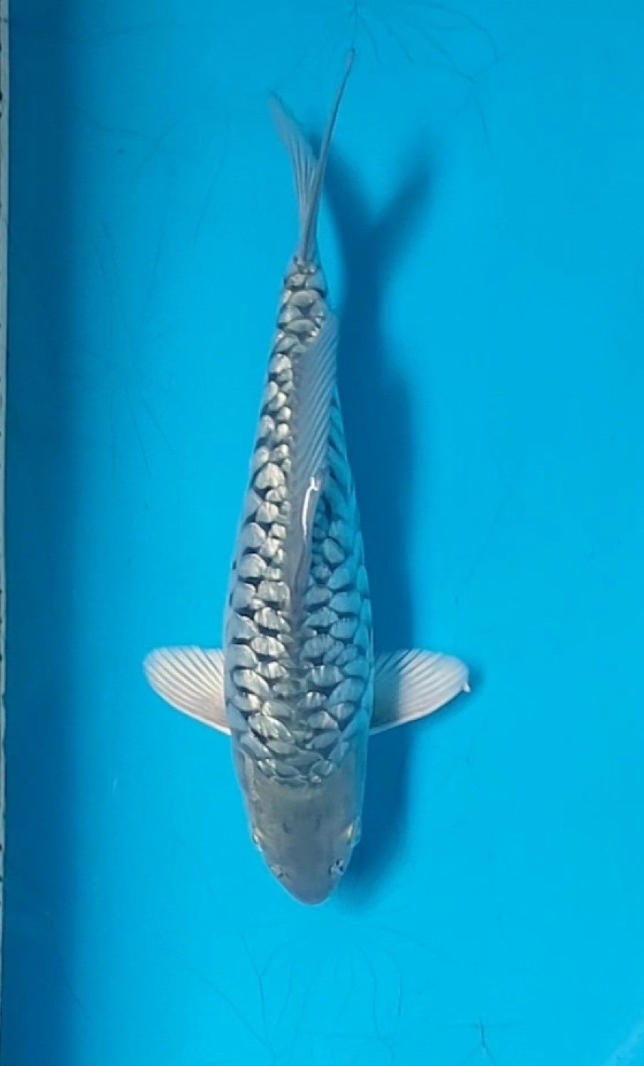 Juara 1