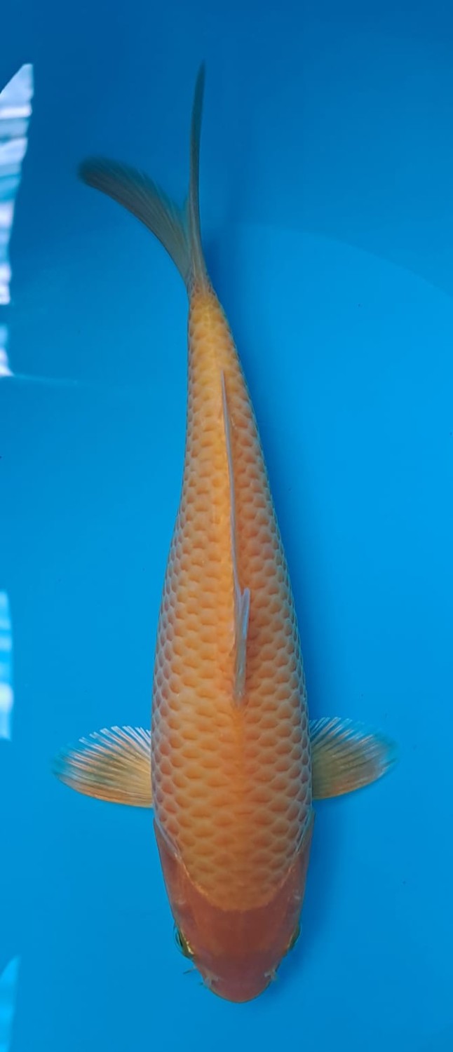 Juara 1