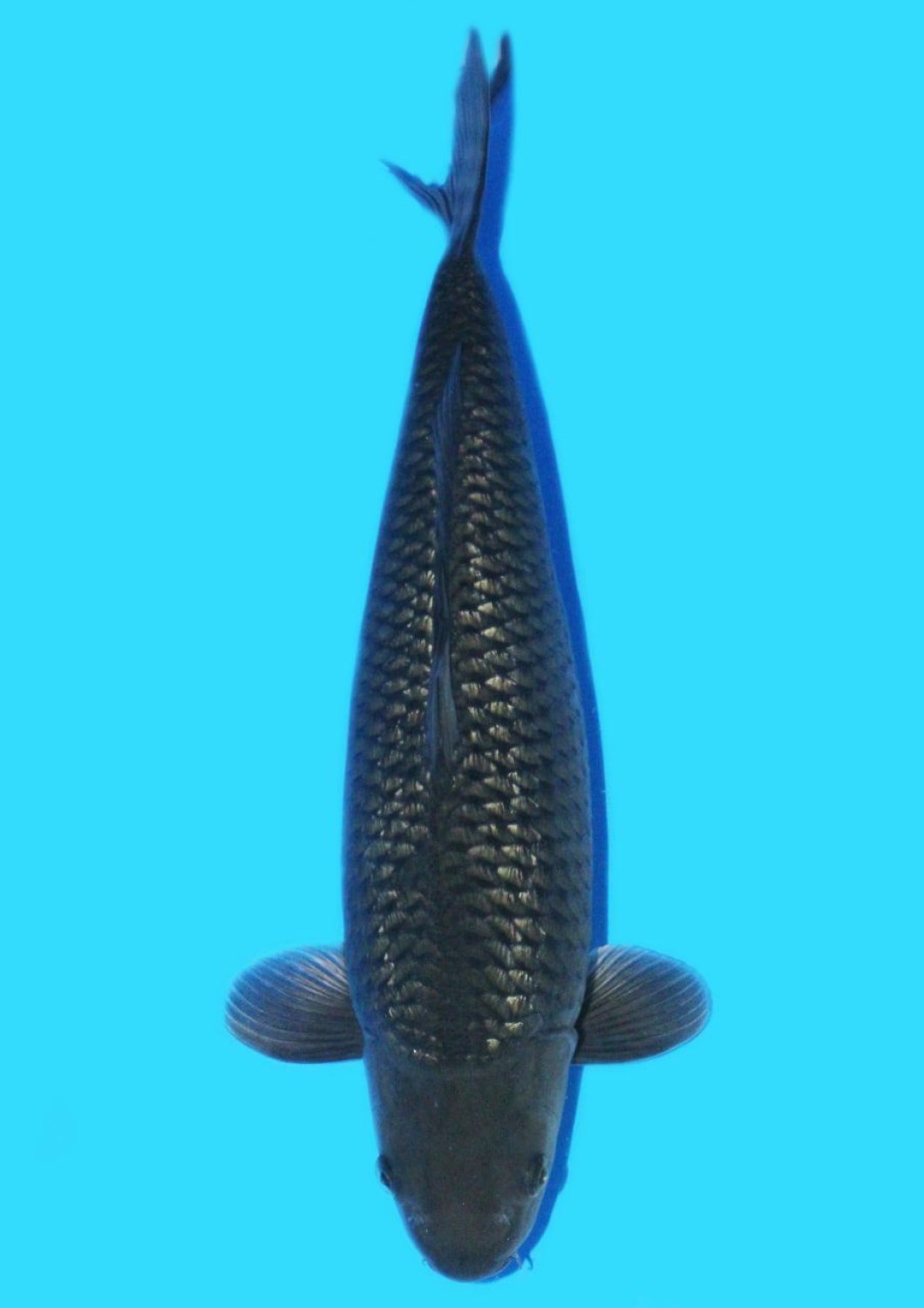 Juara 3