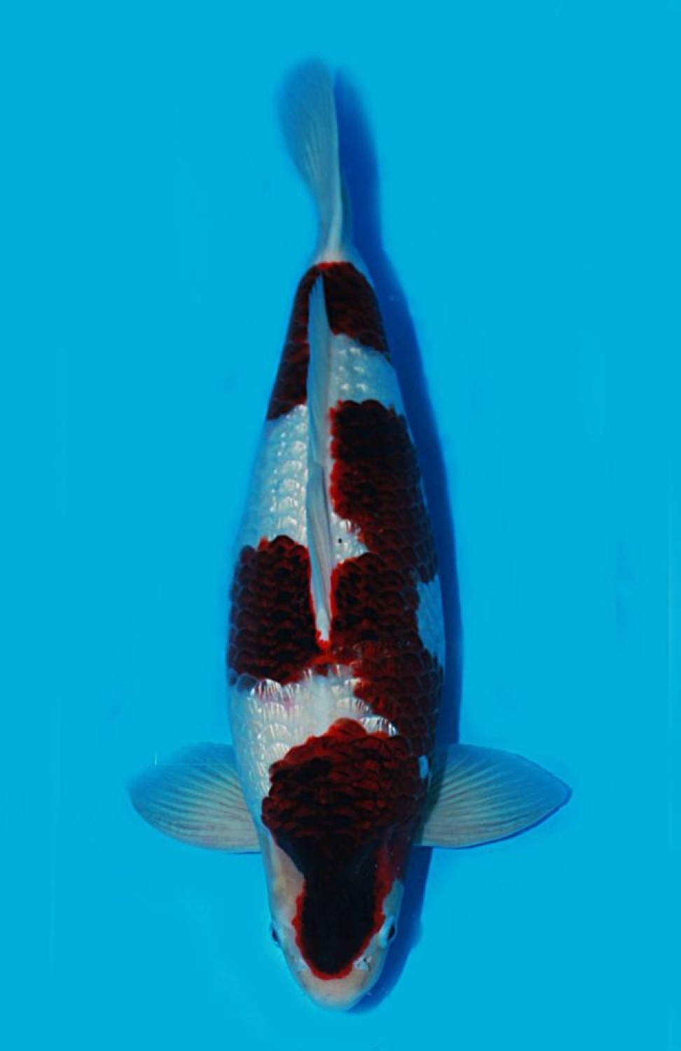 Juara 4