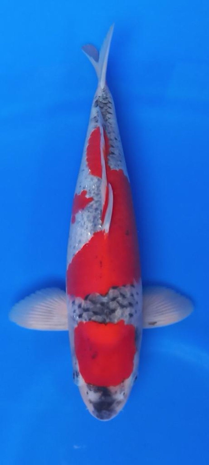 Juara 2