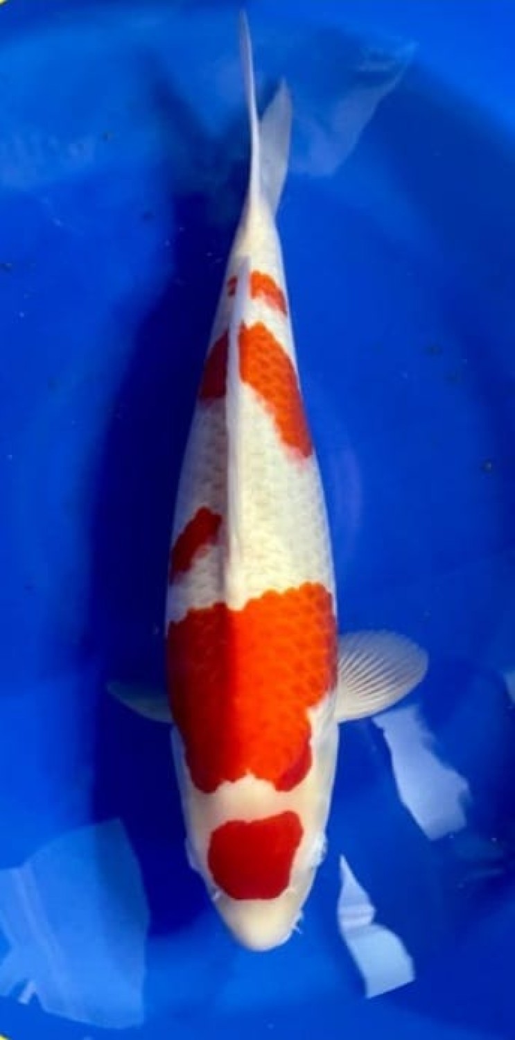 Juara 1