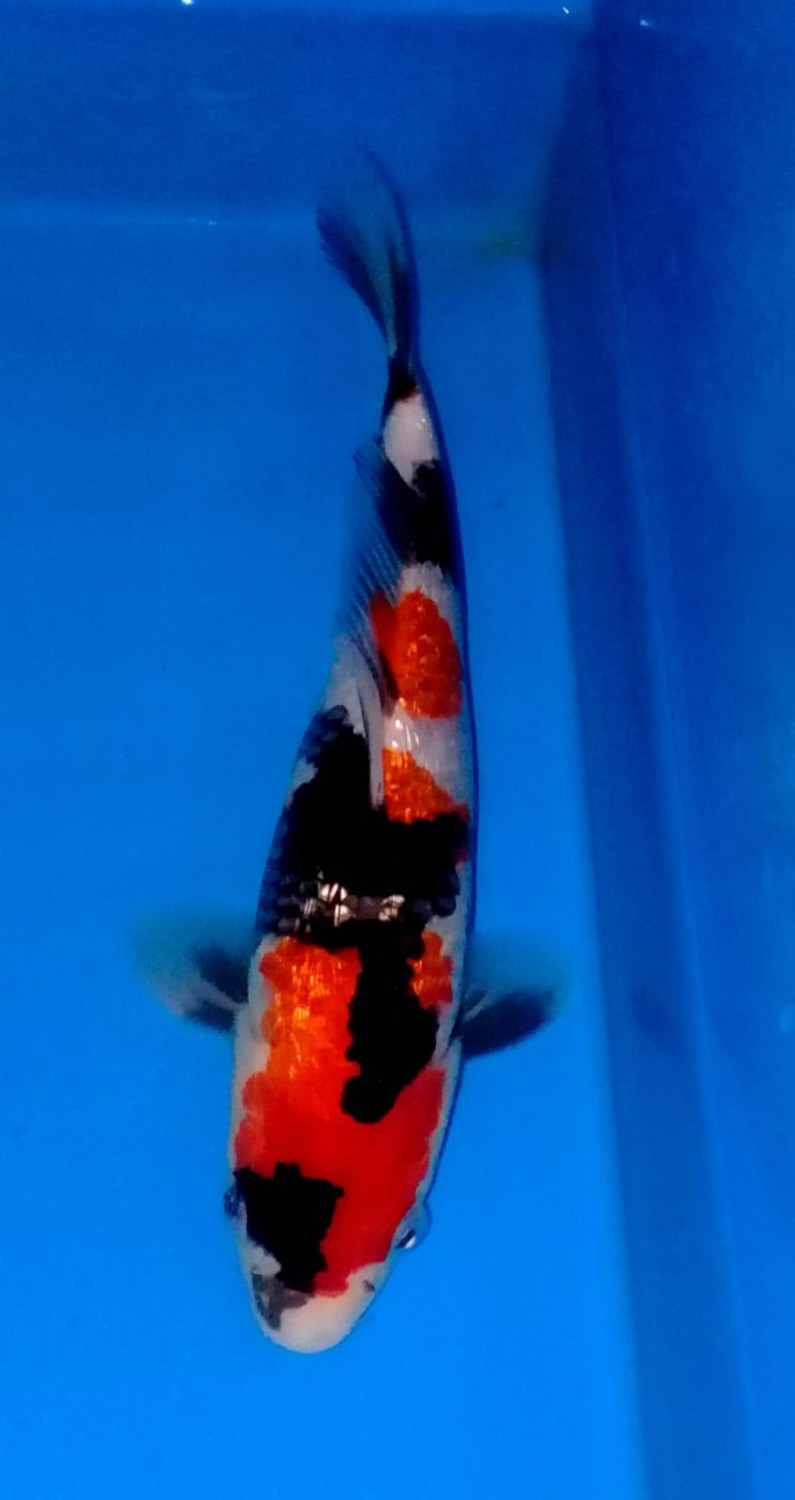 Juara 1
