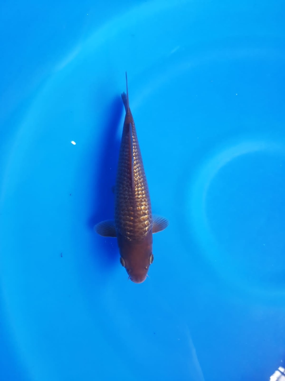 Best In Size E 22 - 24 cm