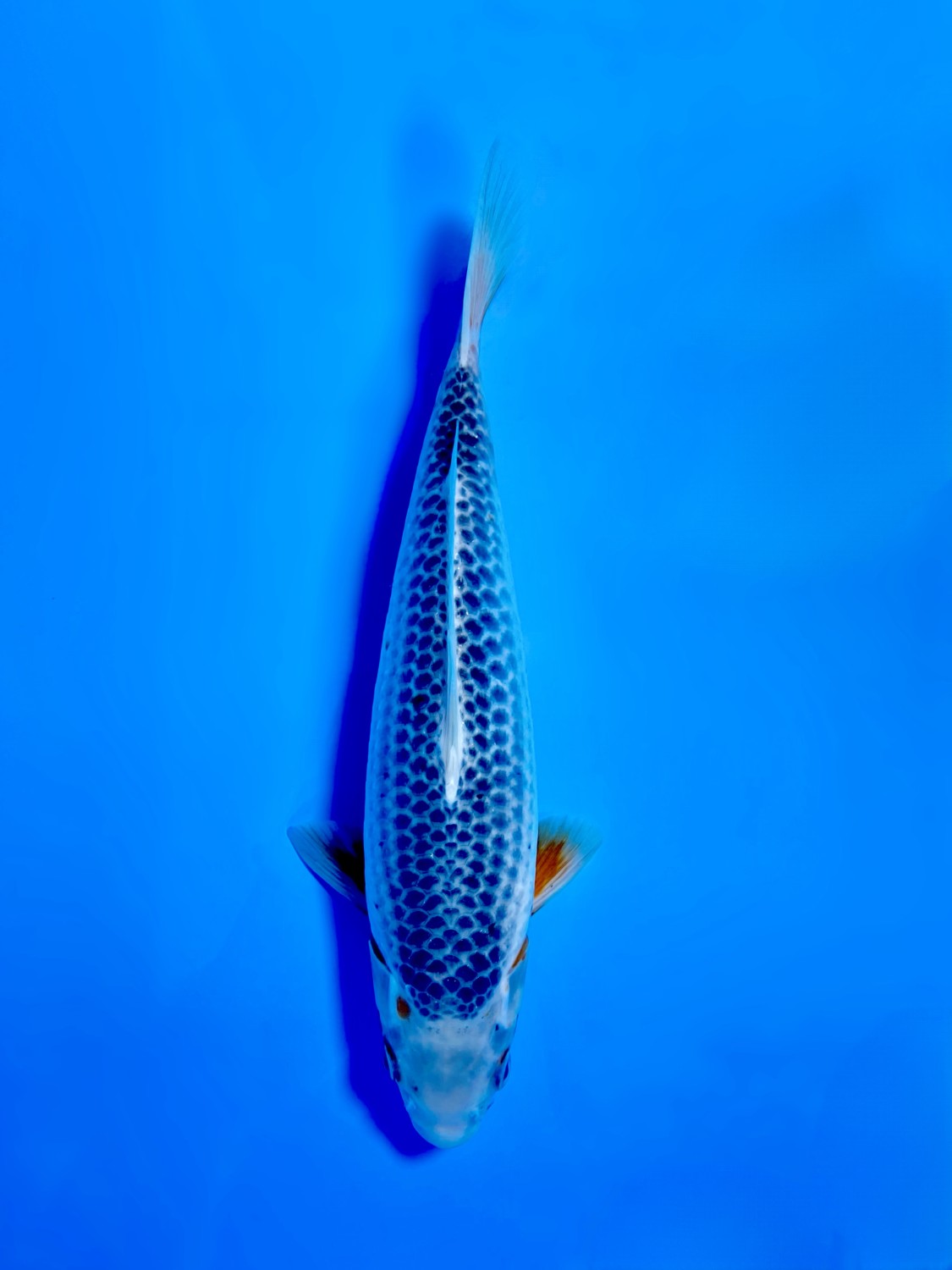 Juara 1
