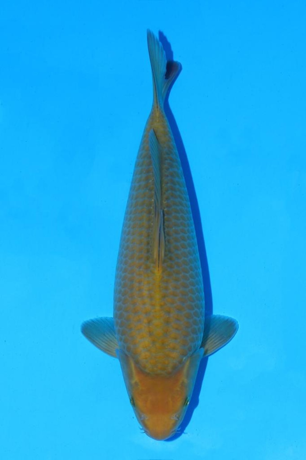 Juara 5