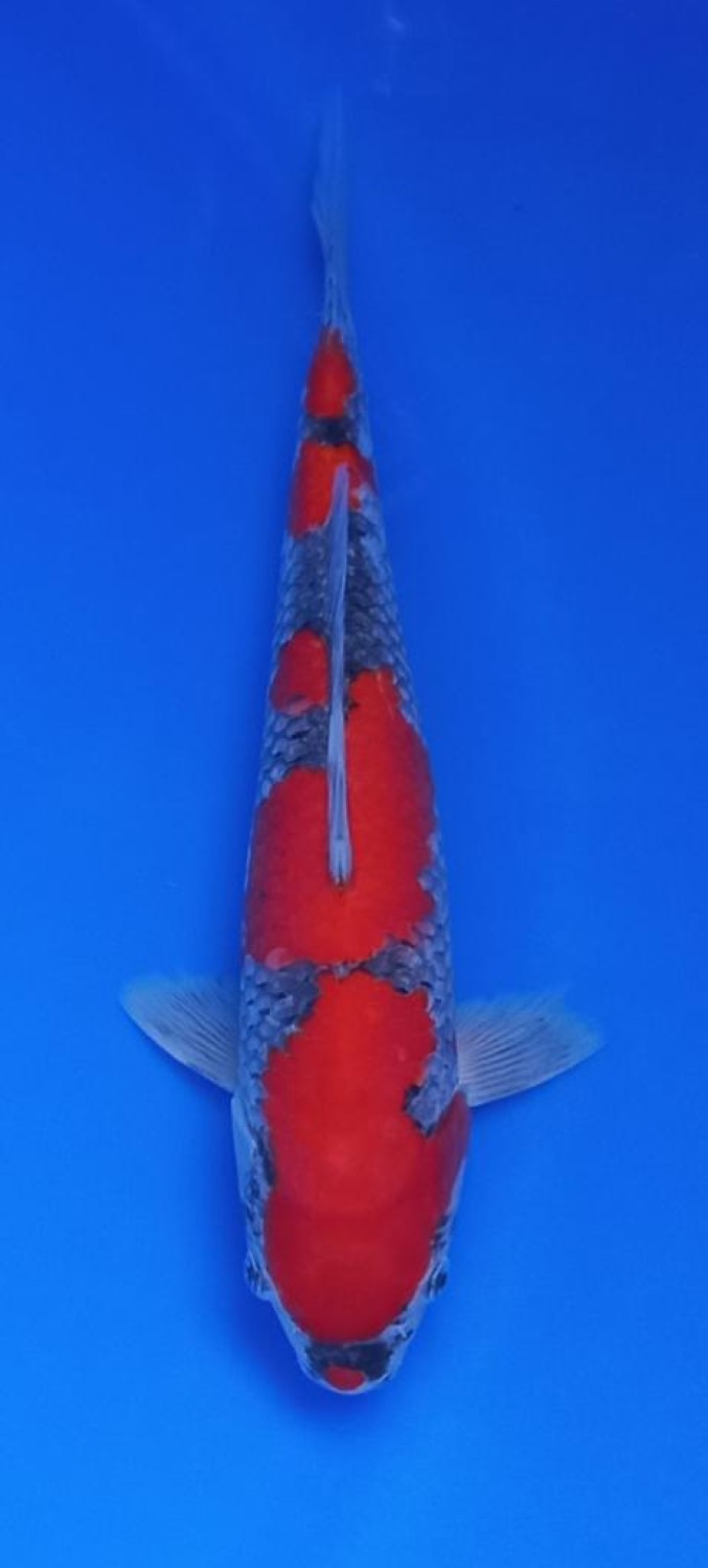 Best In Size B 31 - 33 cm