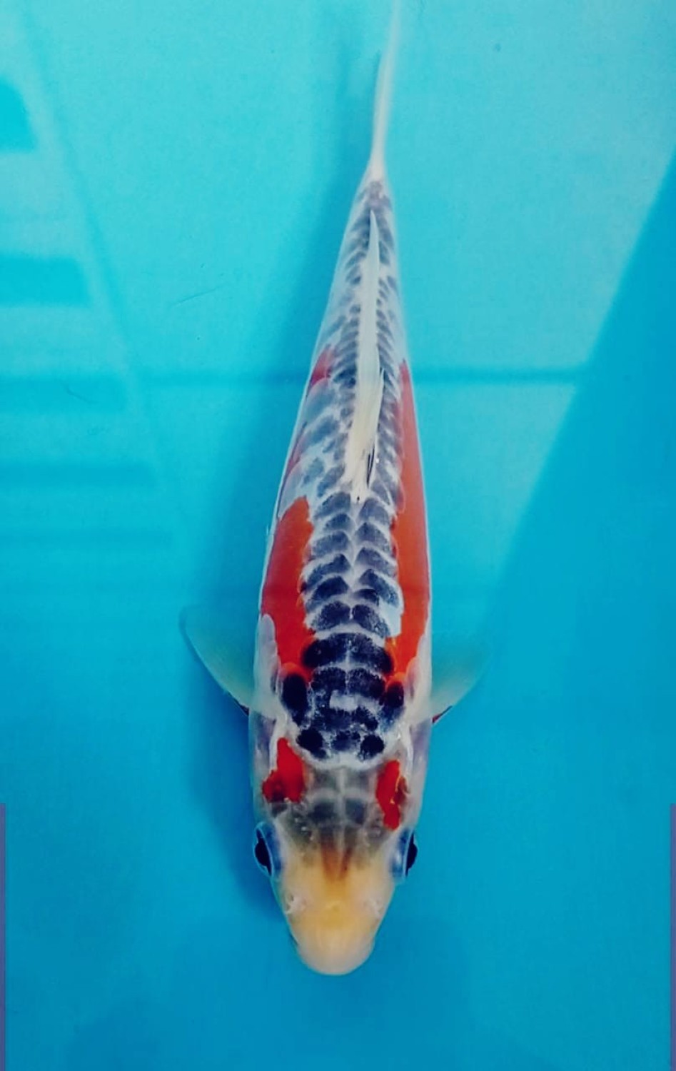 Juara 5