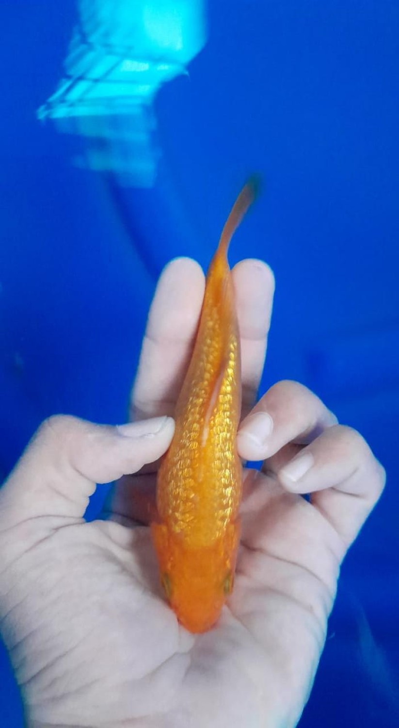 Juara 4