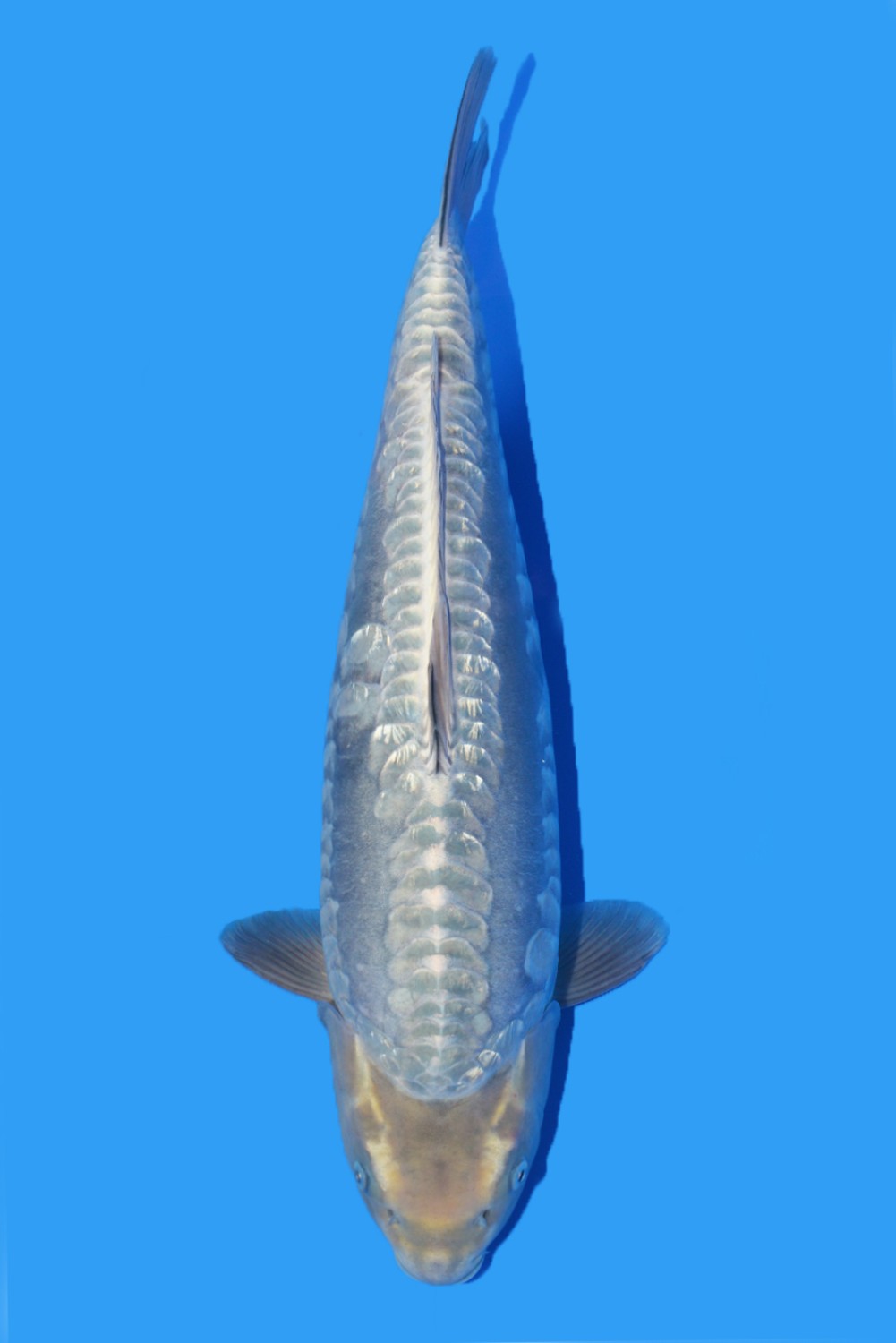 Juara 2