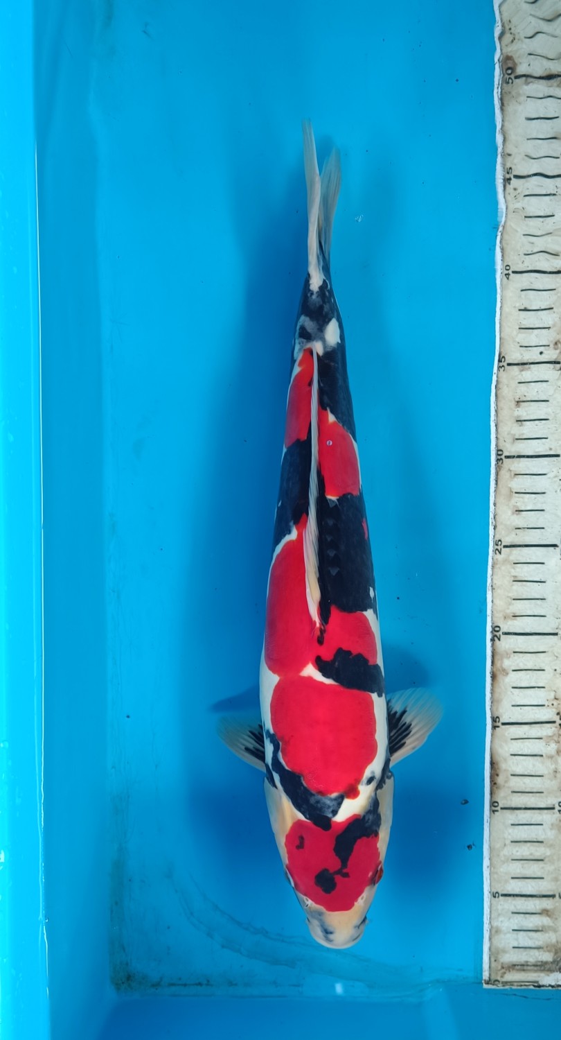 Juara 1