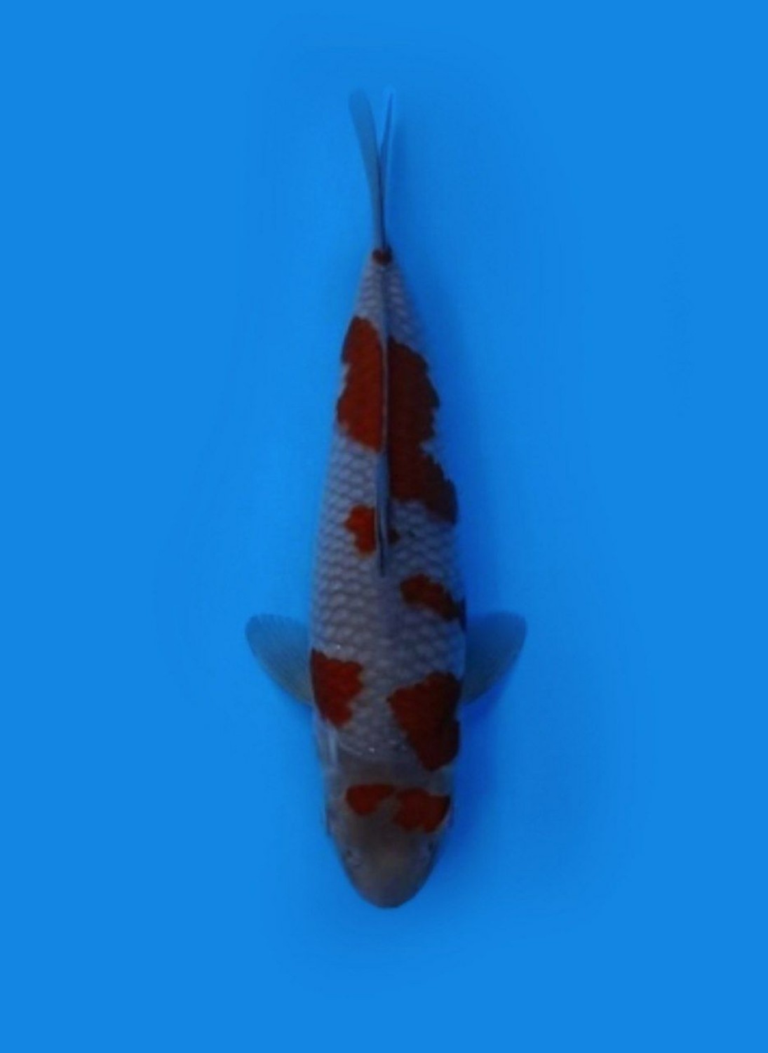Juara 1
