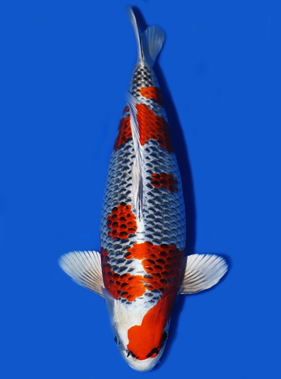 Best In Size B 43 - 45 cm