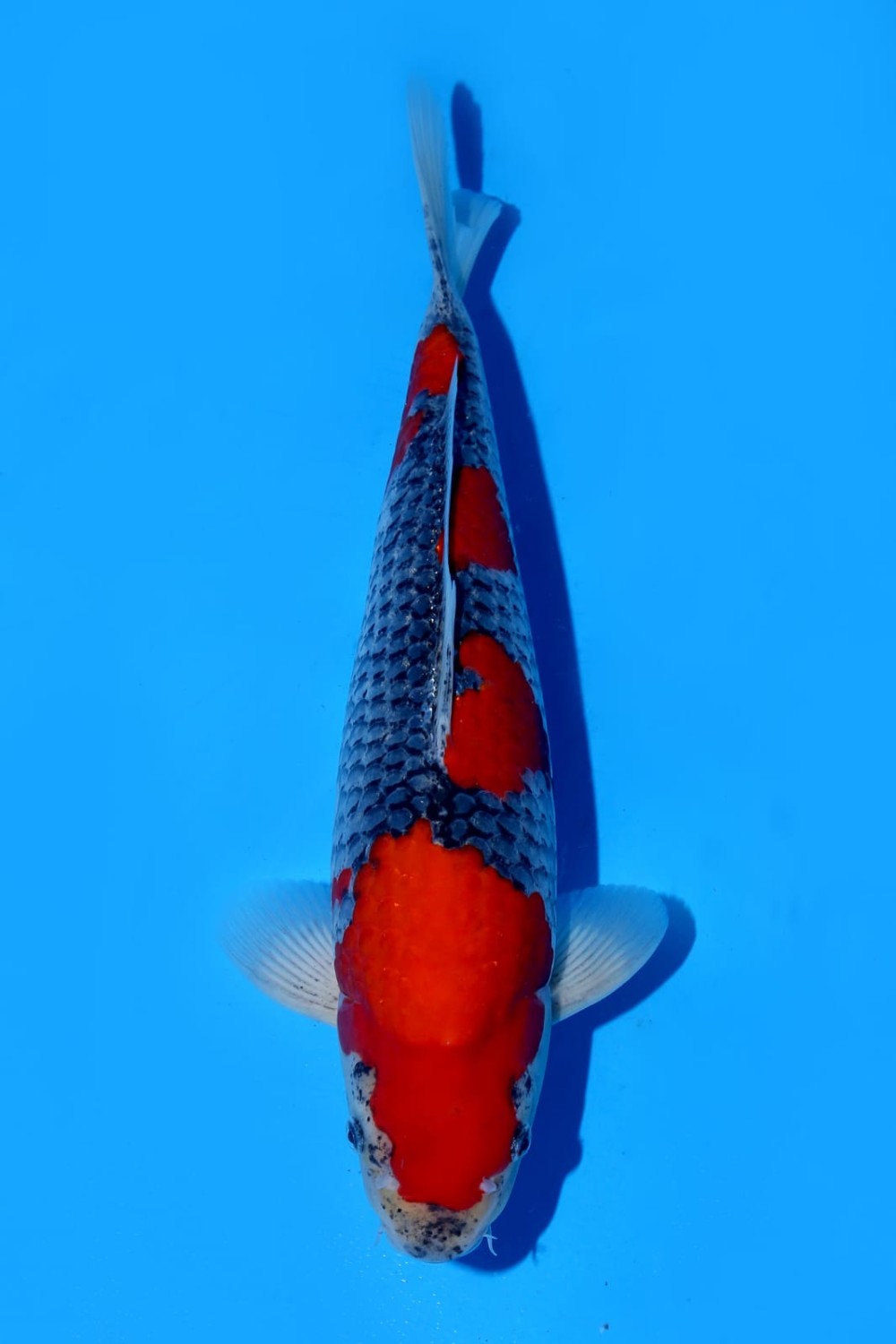 Juara 1