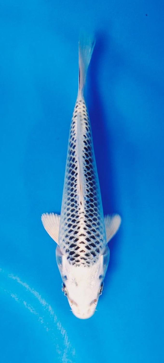 Juara 5
