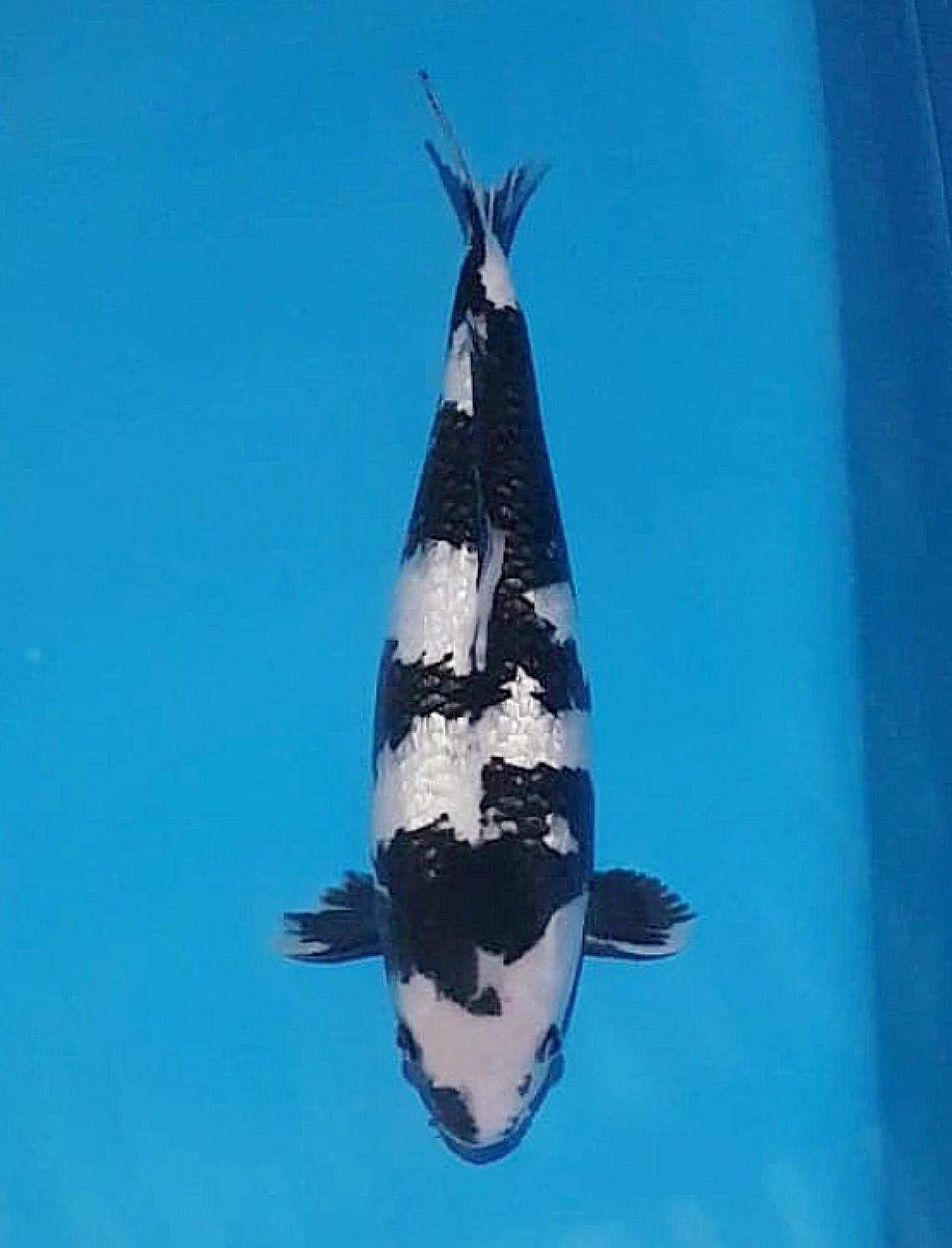 Juara 1
