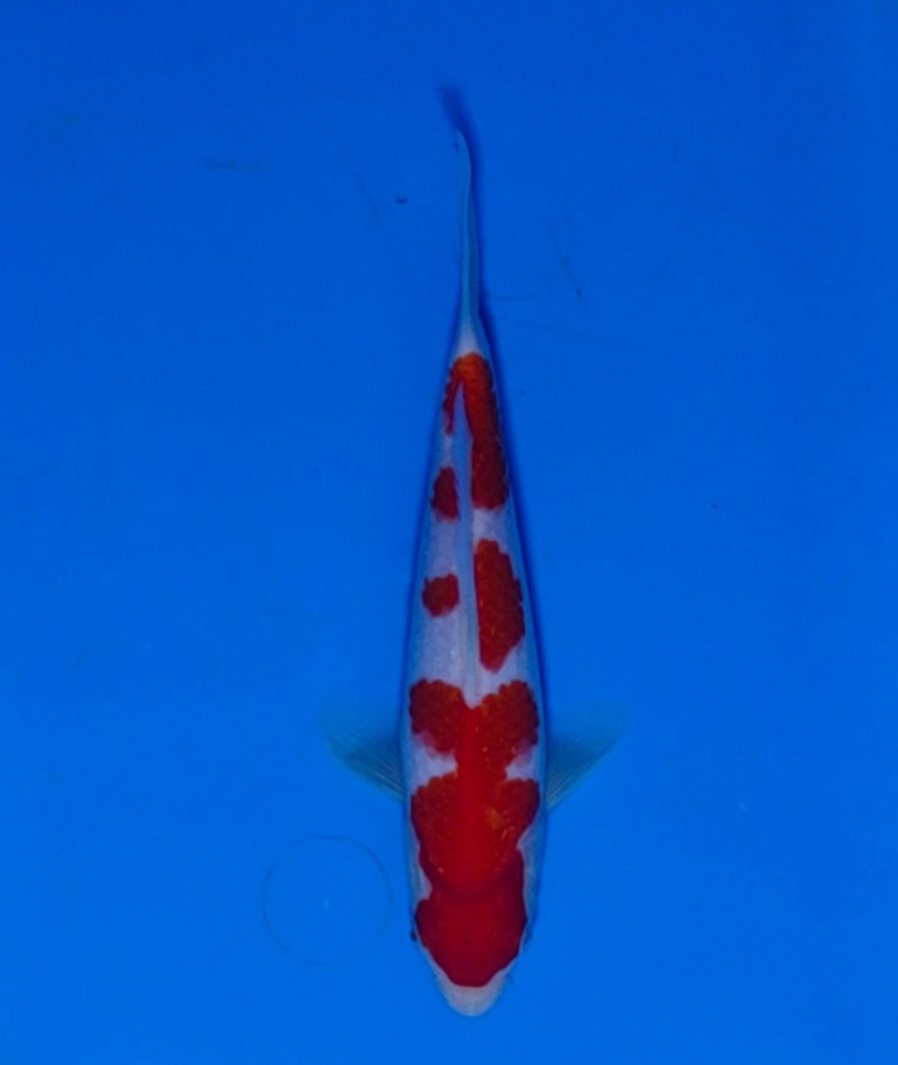 Juara 1