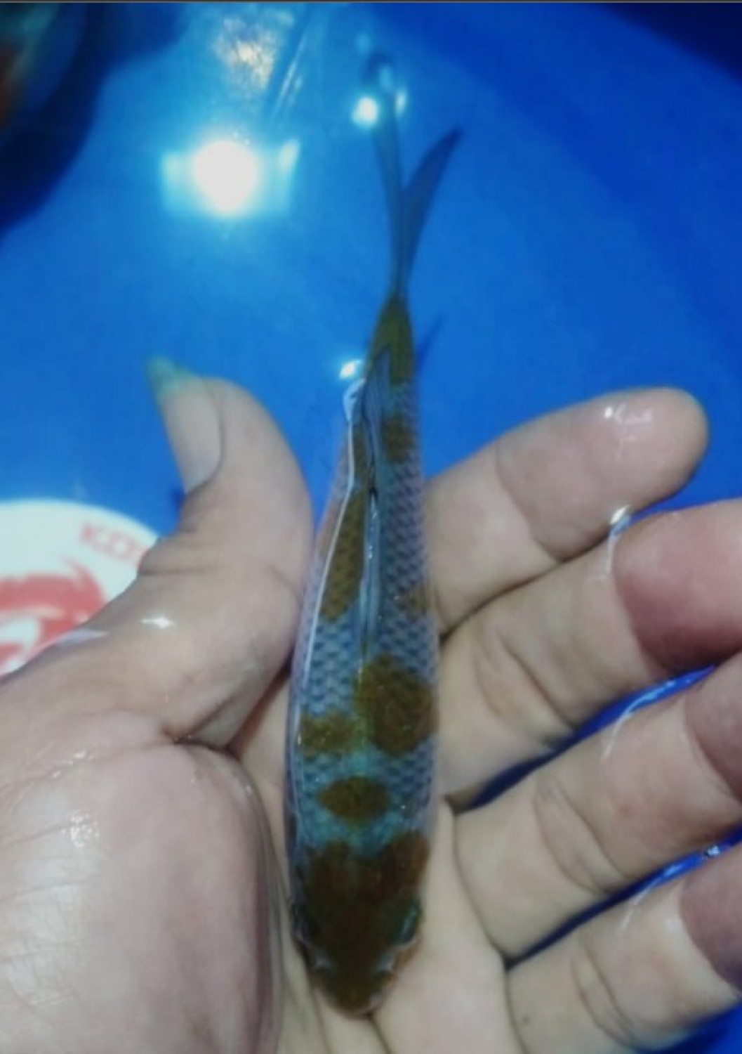 Juara 4