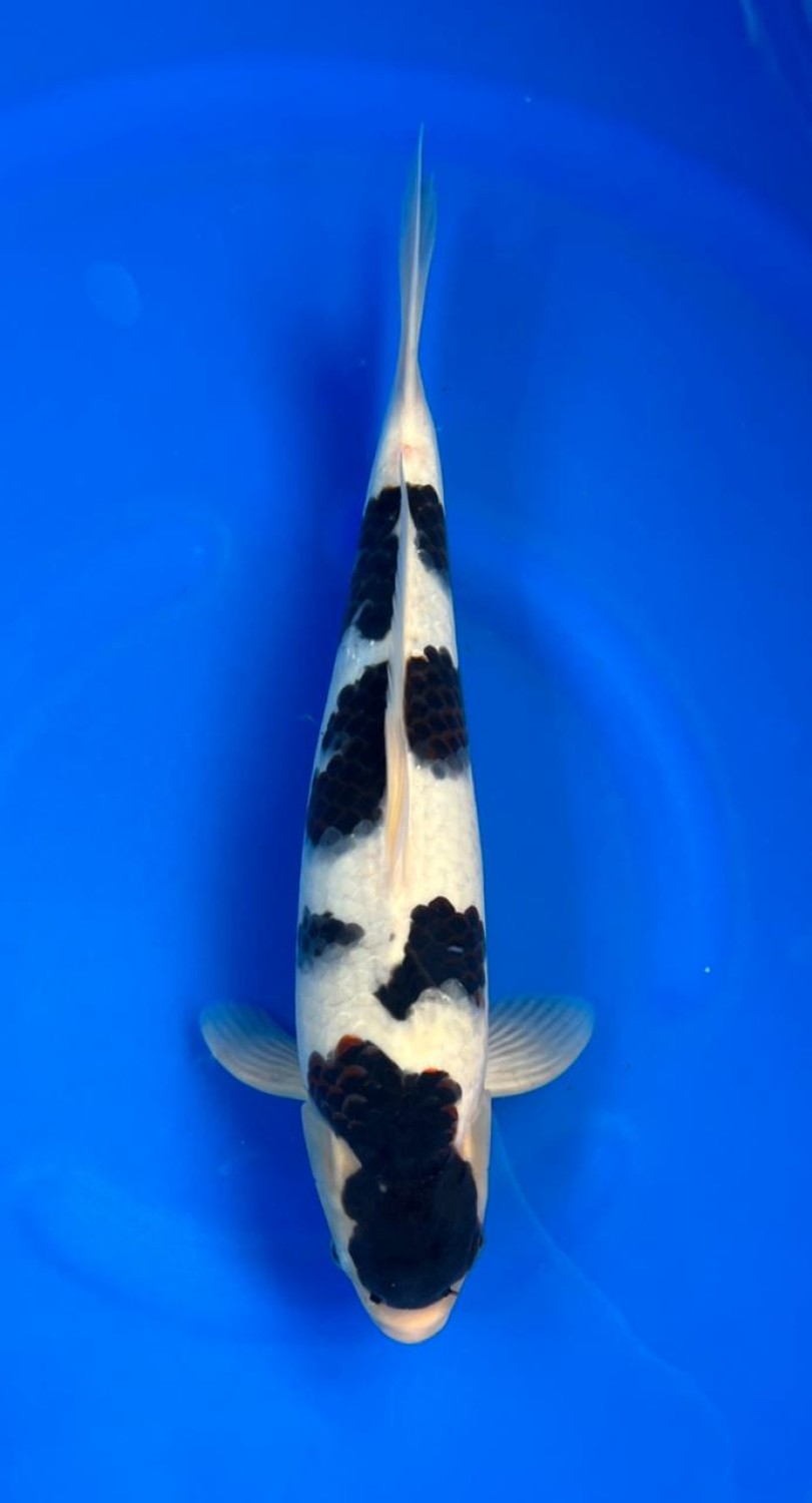 Juara 1