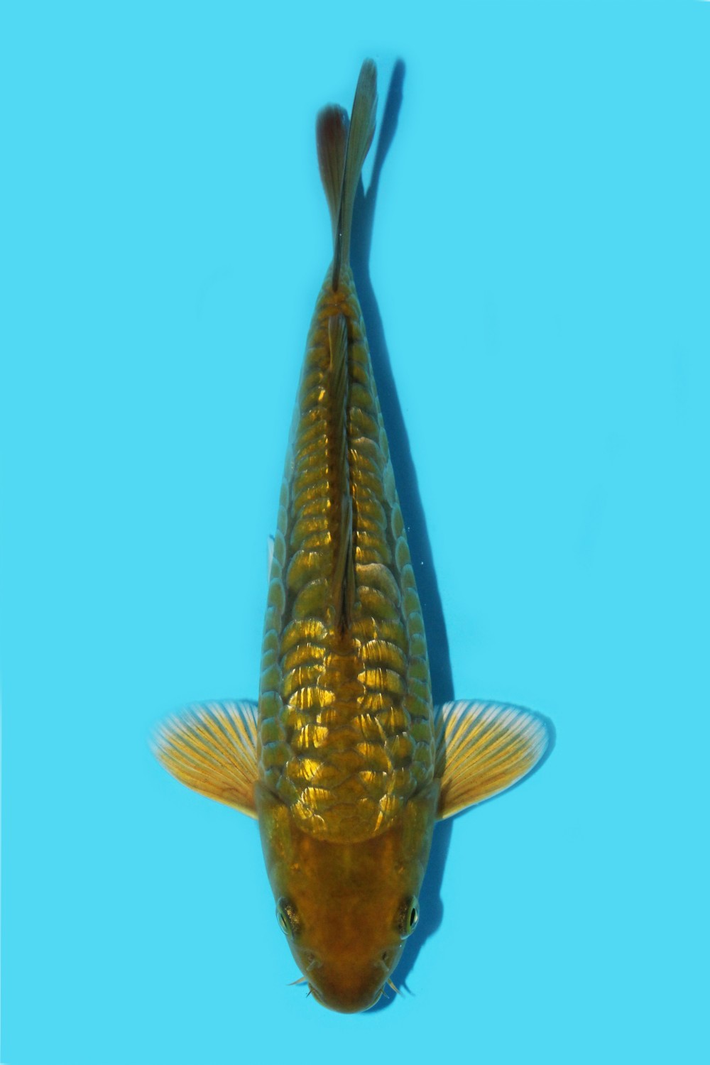 Juara 4