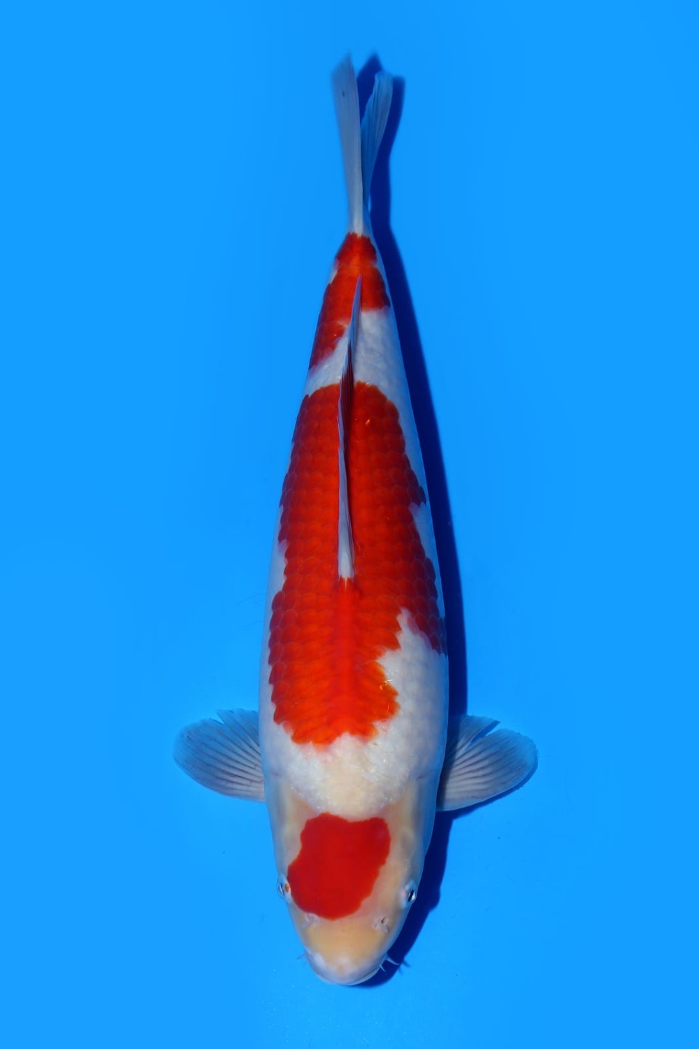 Juara 4