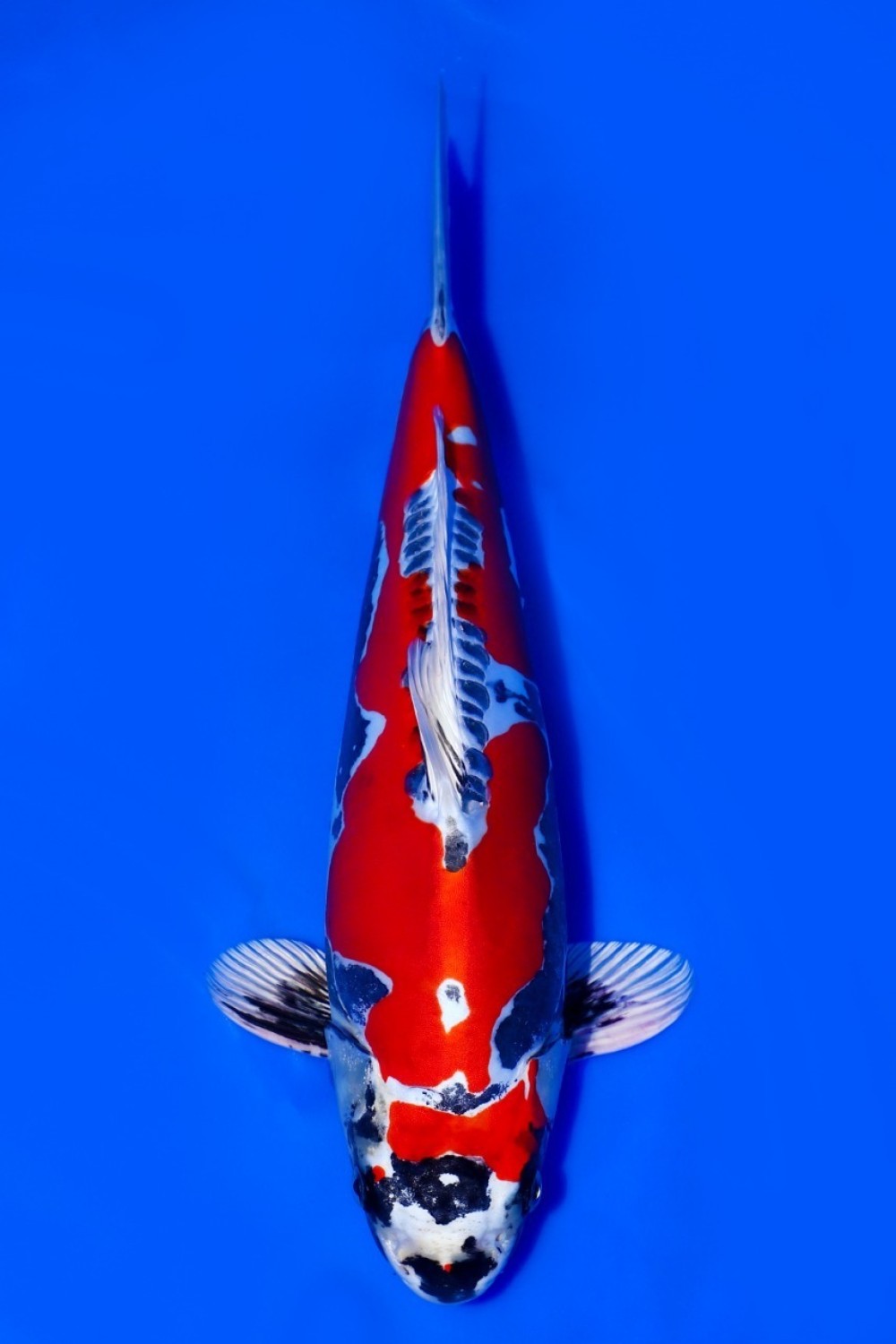 Juara 3