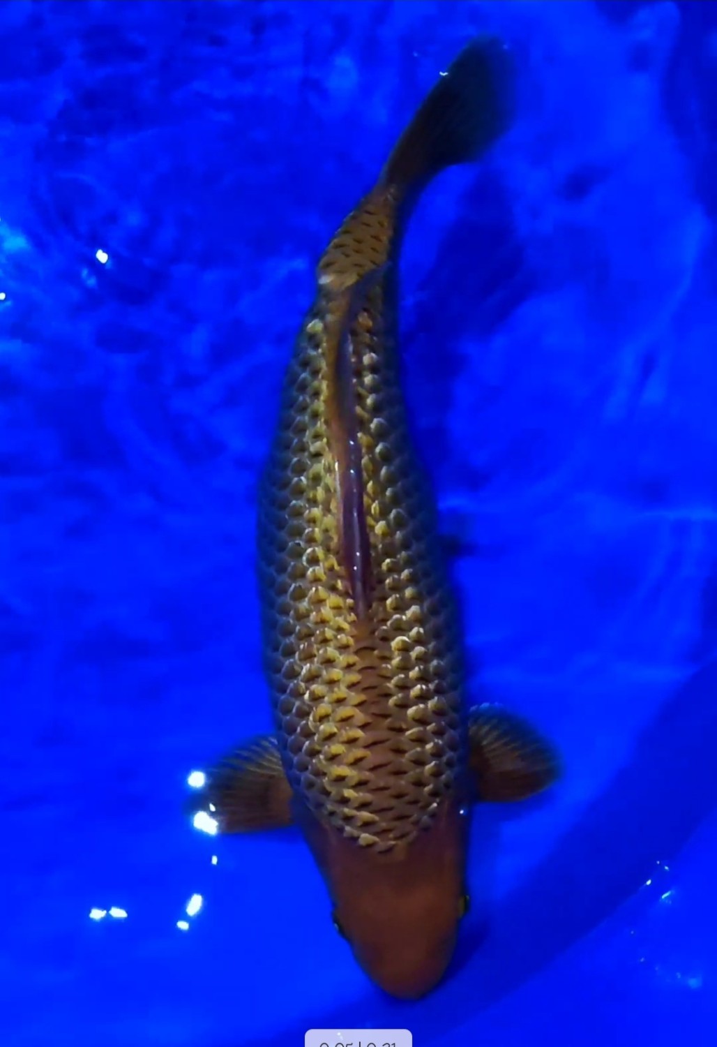 Best In Size E 40 - 42 cm