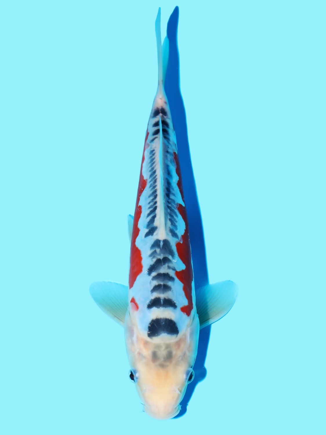 Juara 2