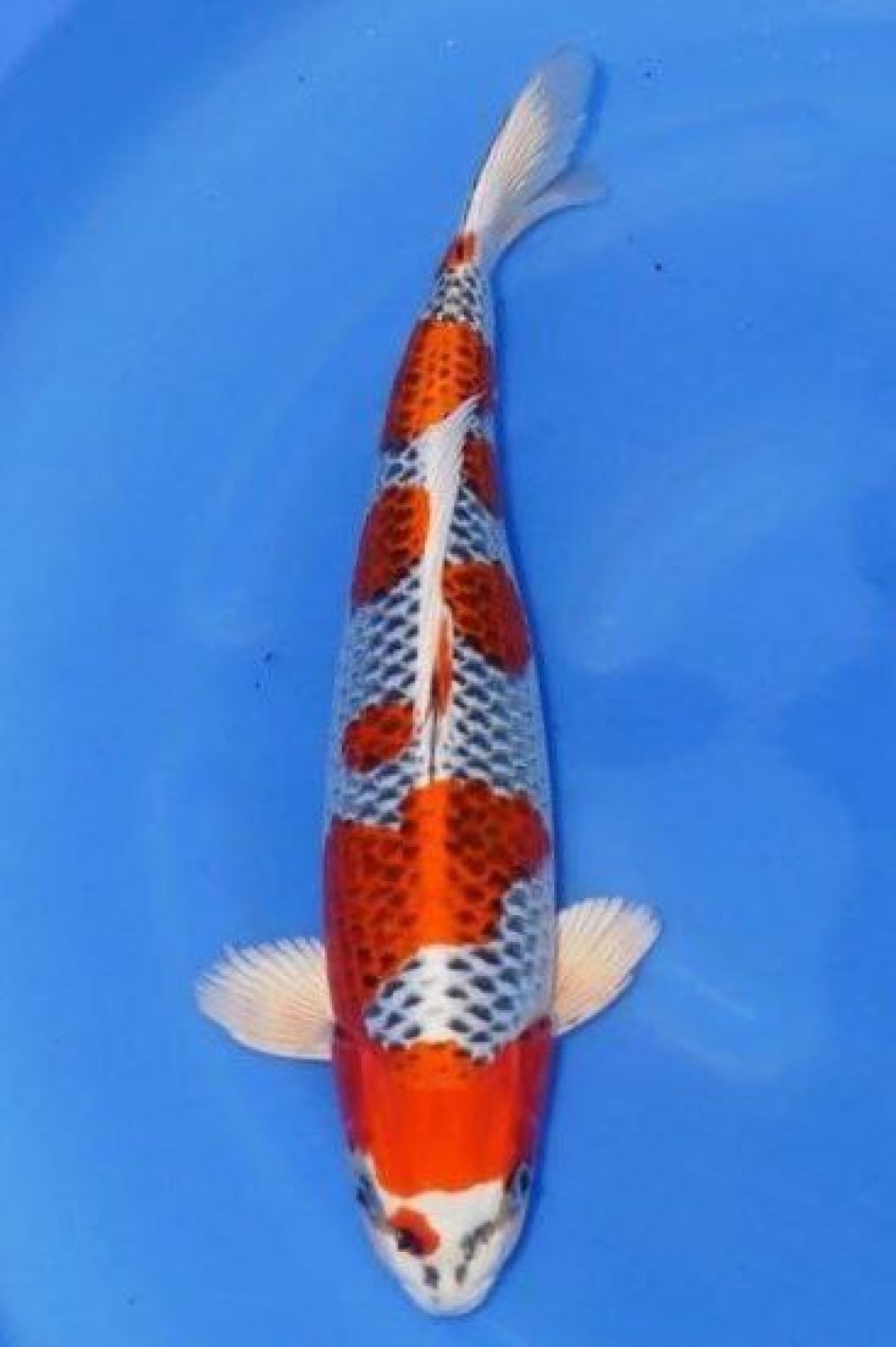 Juara 2