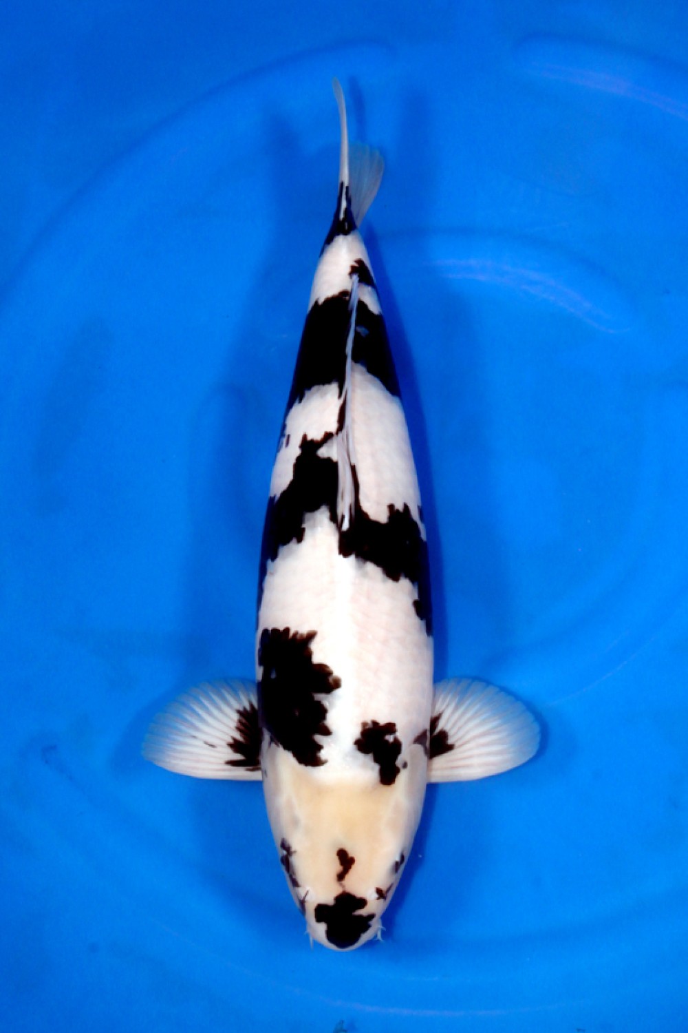 Best In Size B 51 - 55 cm